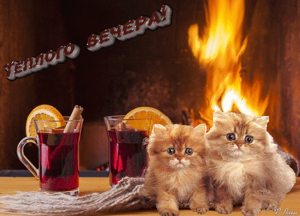 Postcard on the theme evening wish drink two cats download for free