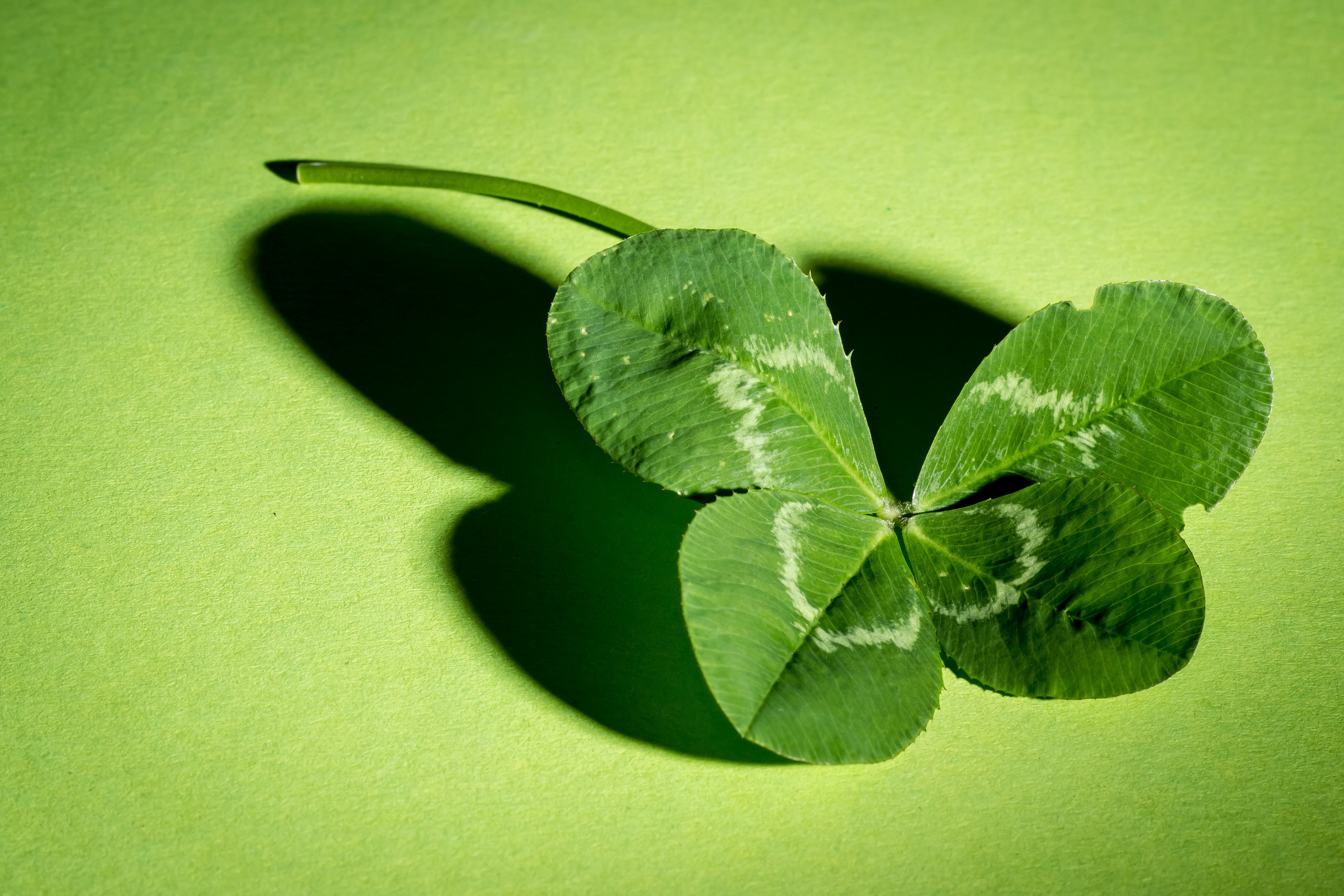 Free photo Green clover leaf on a green background