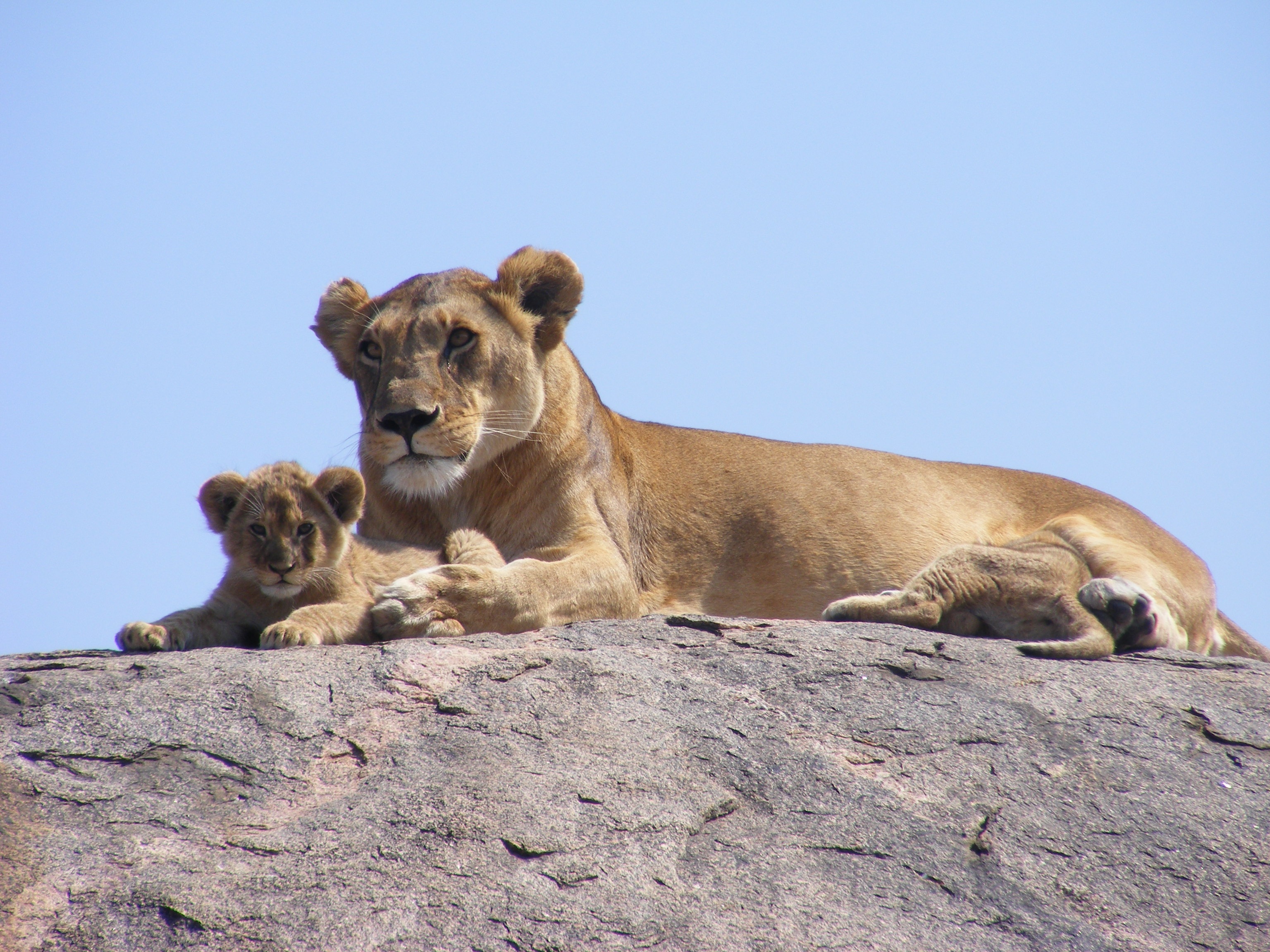 悬崖上休息的母狮和幼狮