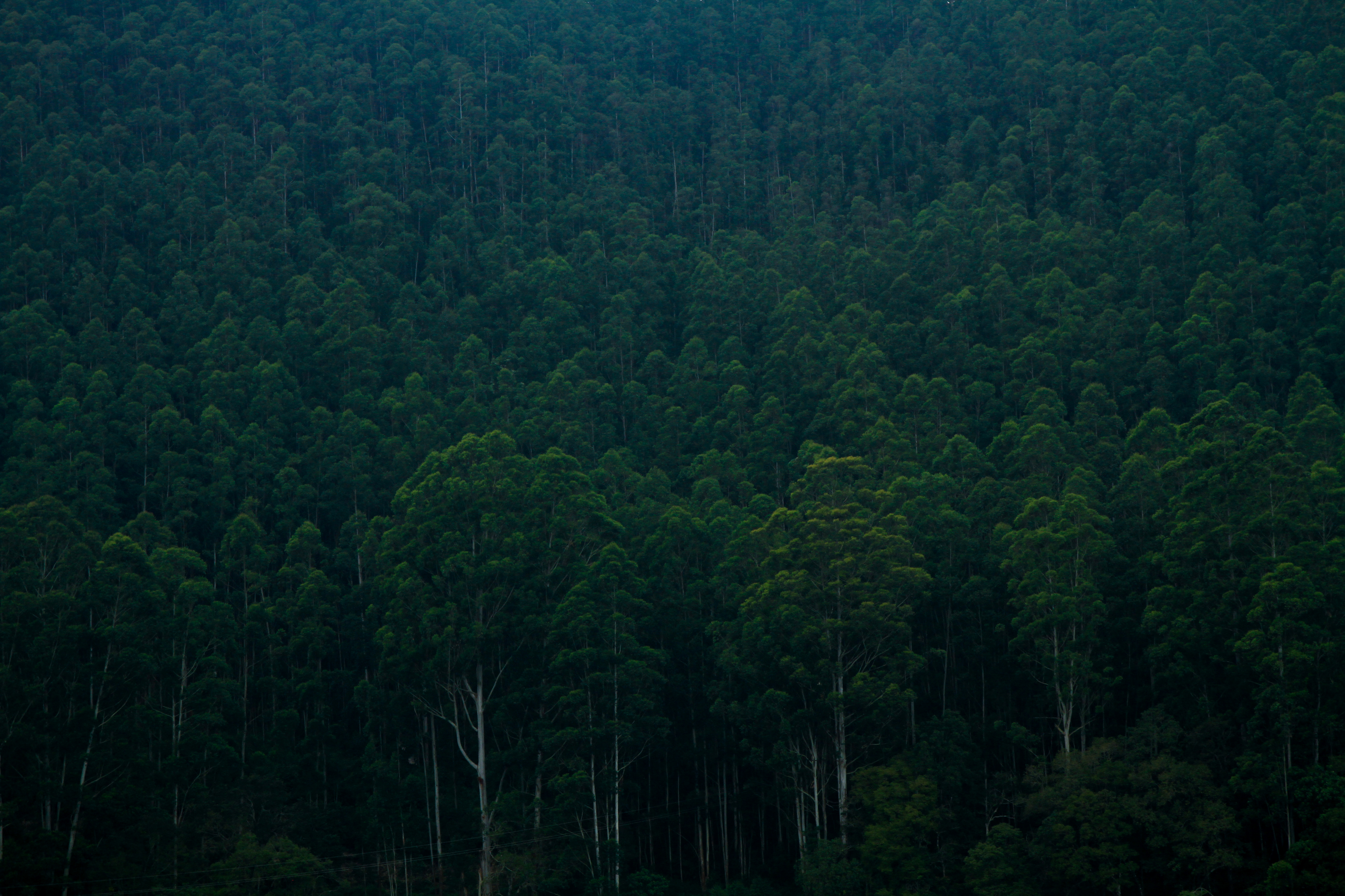 Wallpapers nature panoramic tree on the desktop