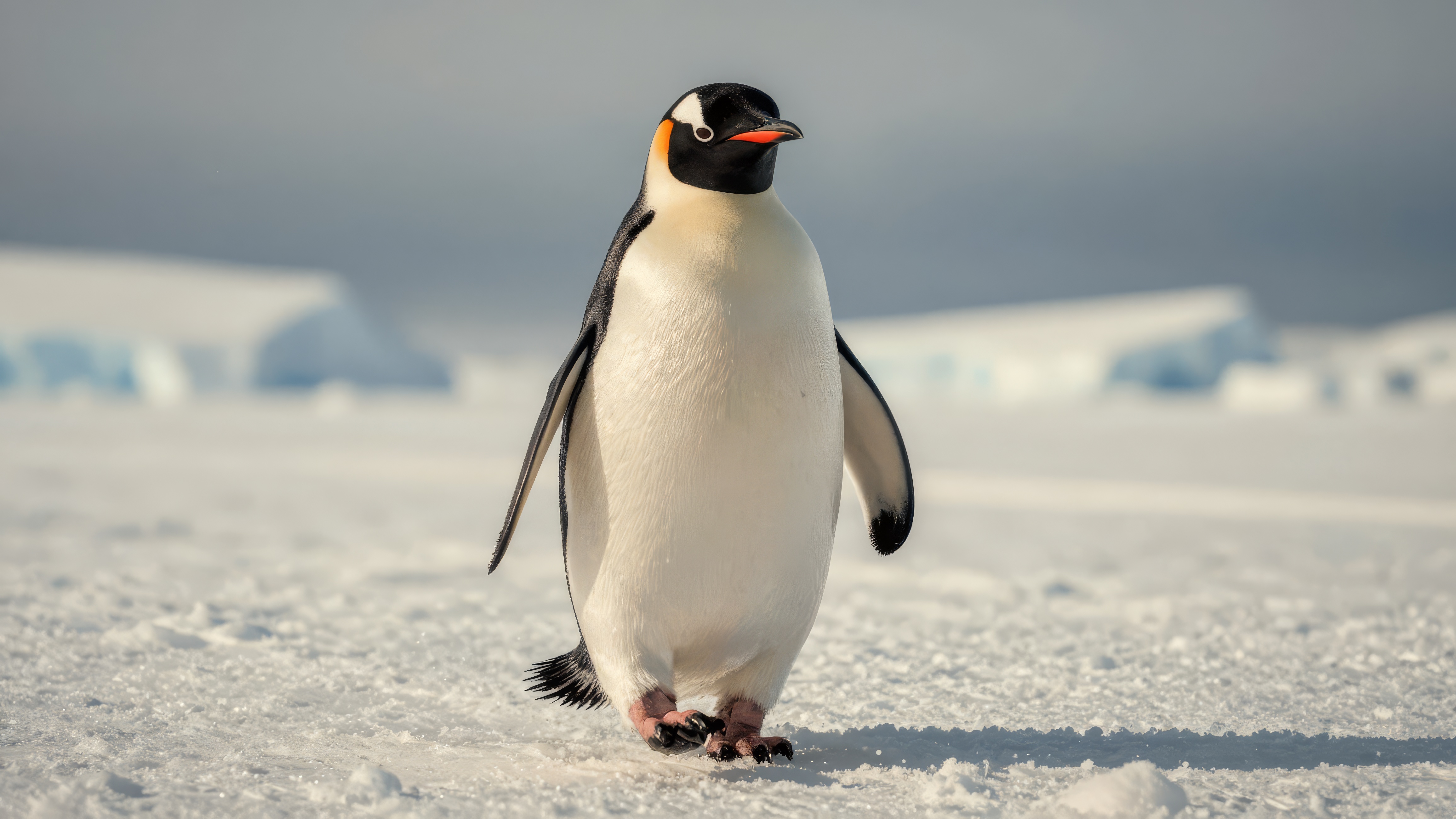 Free photo A penguin standing on the snow in an open field