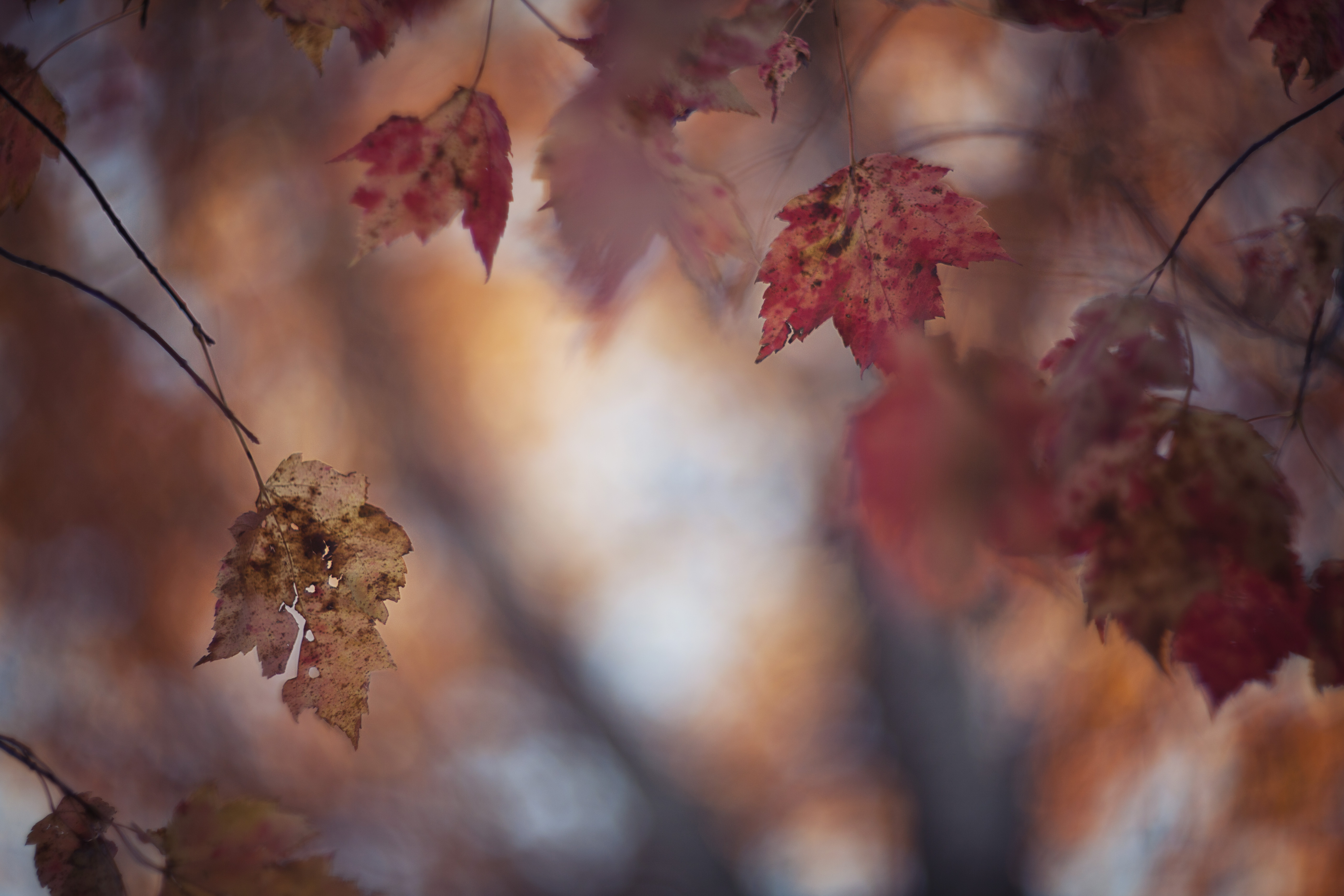 Wallpapers sunlight fall leaves on the desktop