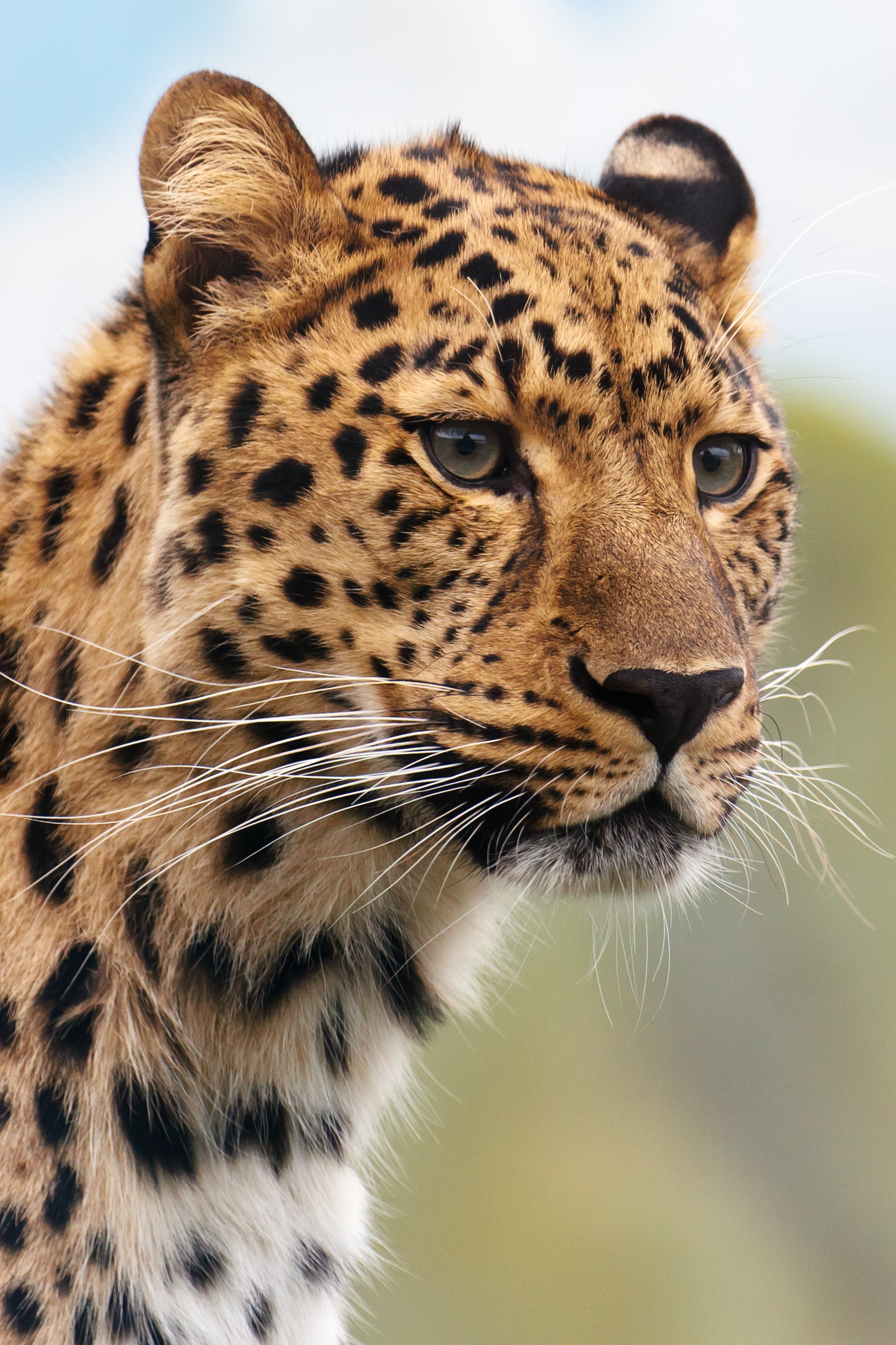 Free photo A young leopard