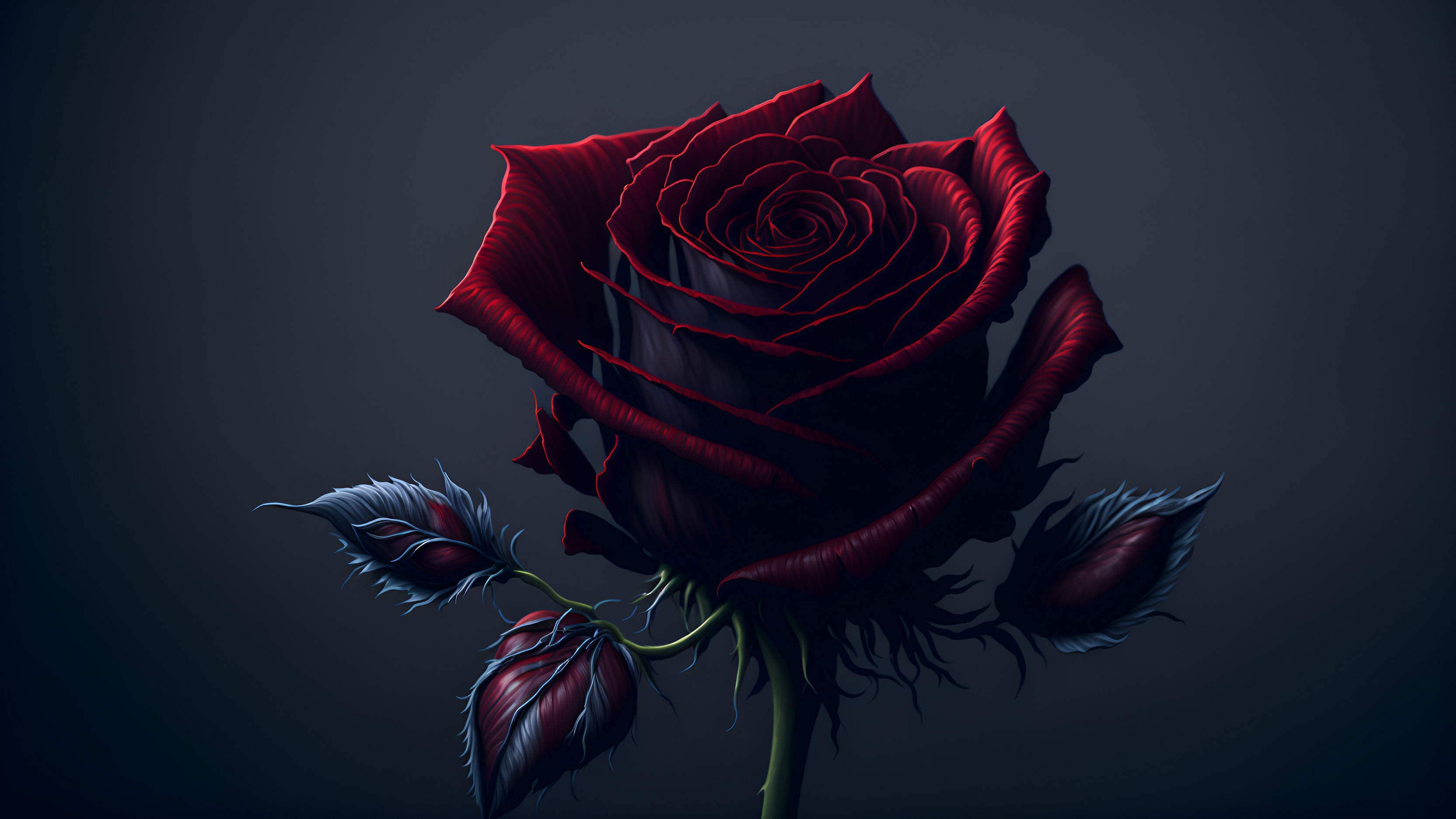 免费照片黑玫瑰，红光闪闪