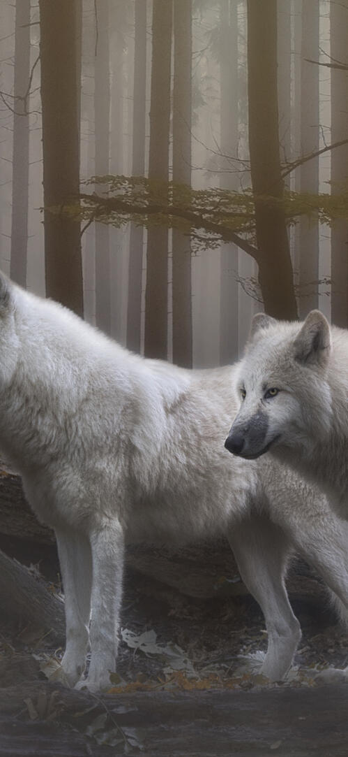 Обои лес туман волки на рабочий стол