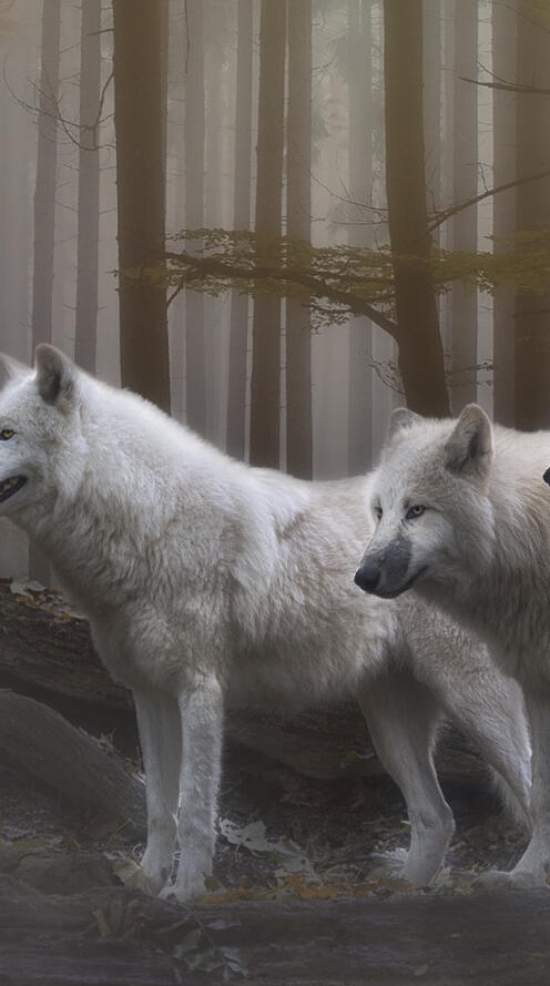 Обои лес туман волки на рабочий стол