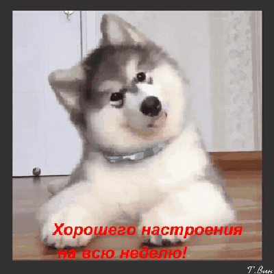 Открытка на тему понедельник настроение собака скачать бесплатно