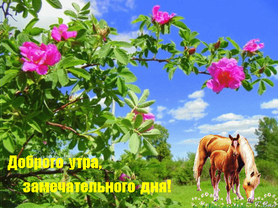 Бесплатная открытка Доброе утро с лошадьми