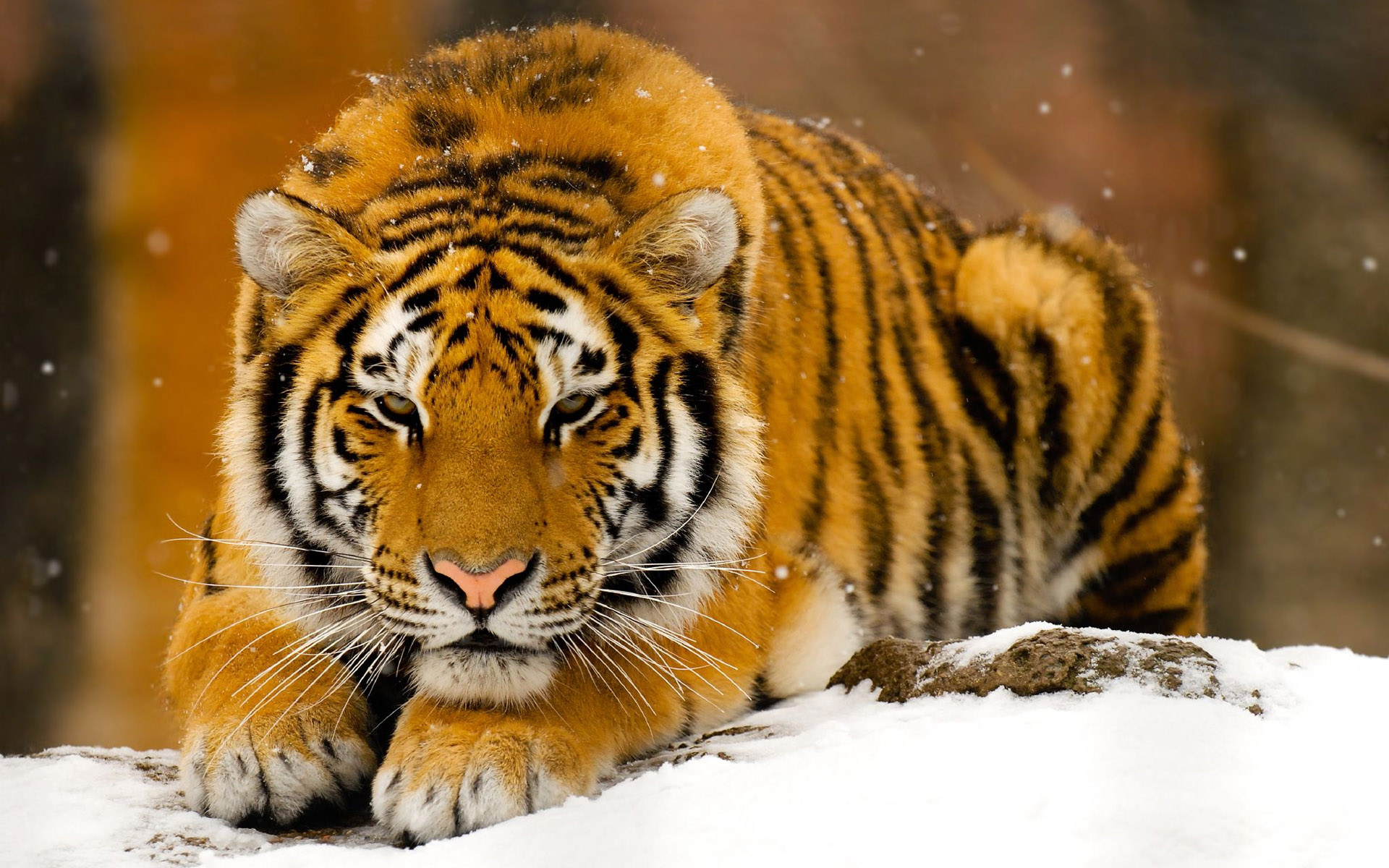 雪地里的老虎