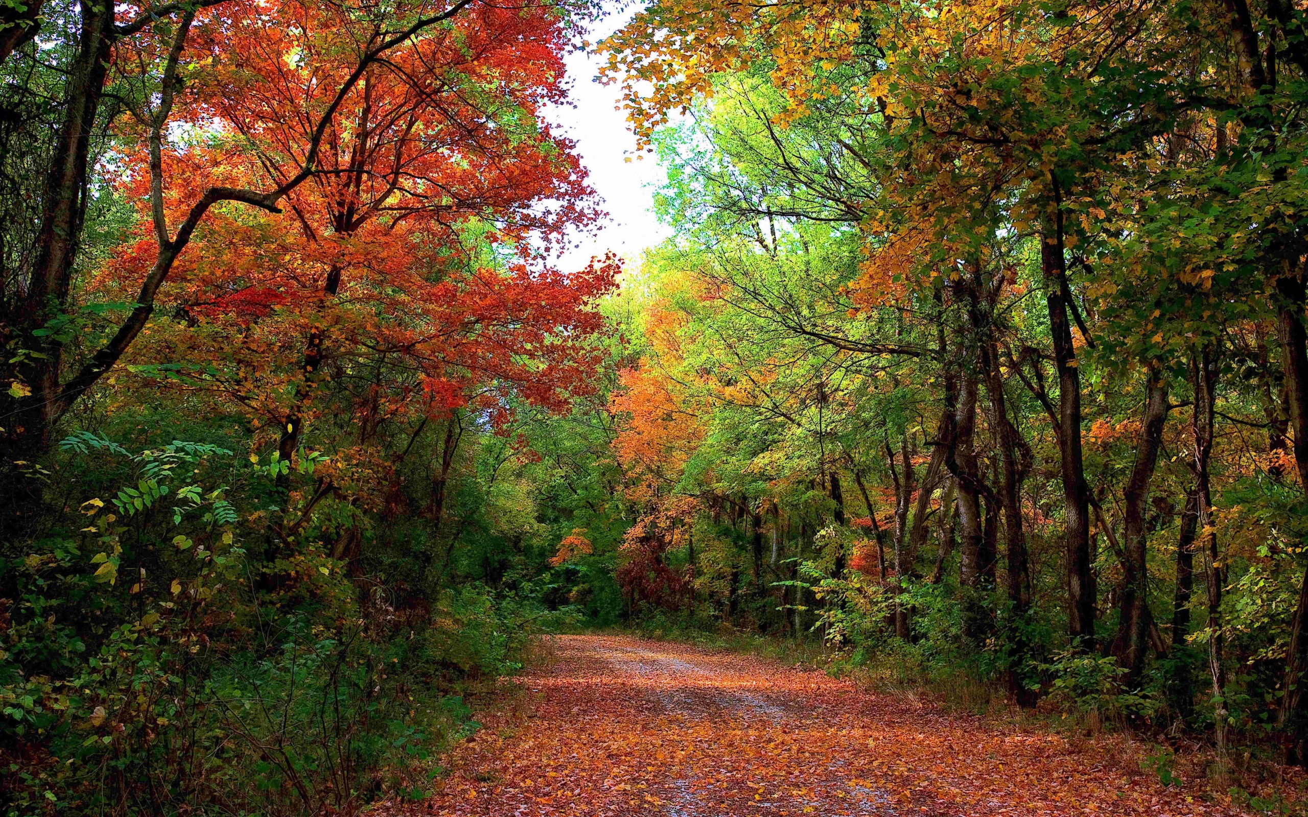 森林道路上点缀着树叶