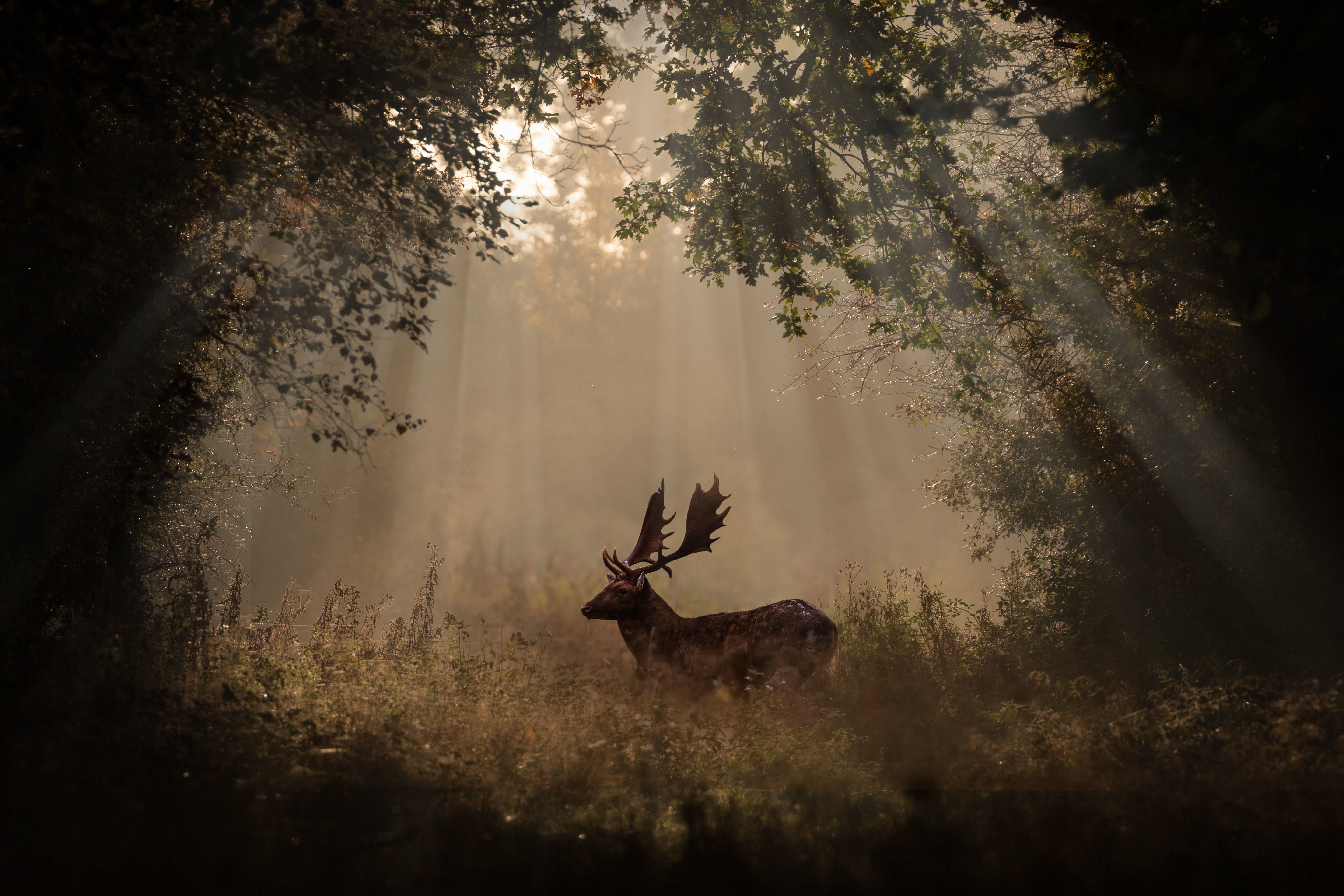 Wallpapers photos sunbeam deer on the desktop