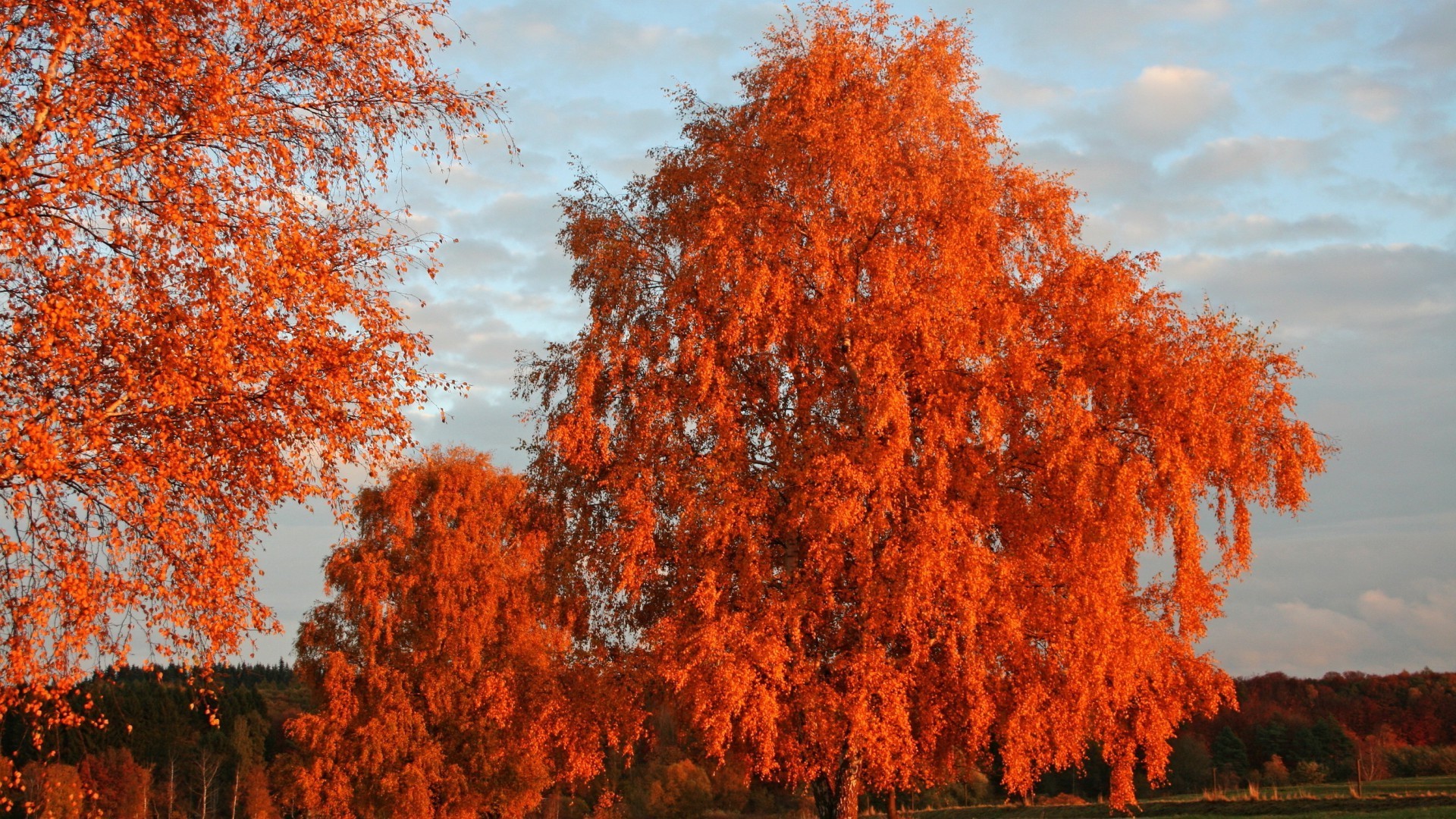桌面上的壁纸树木 森林 摔跟头