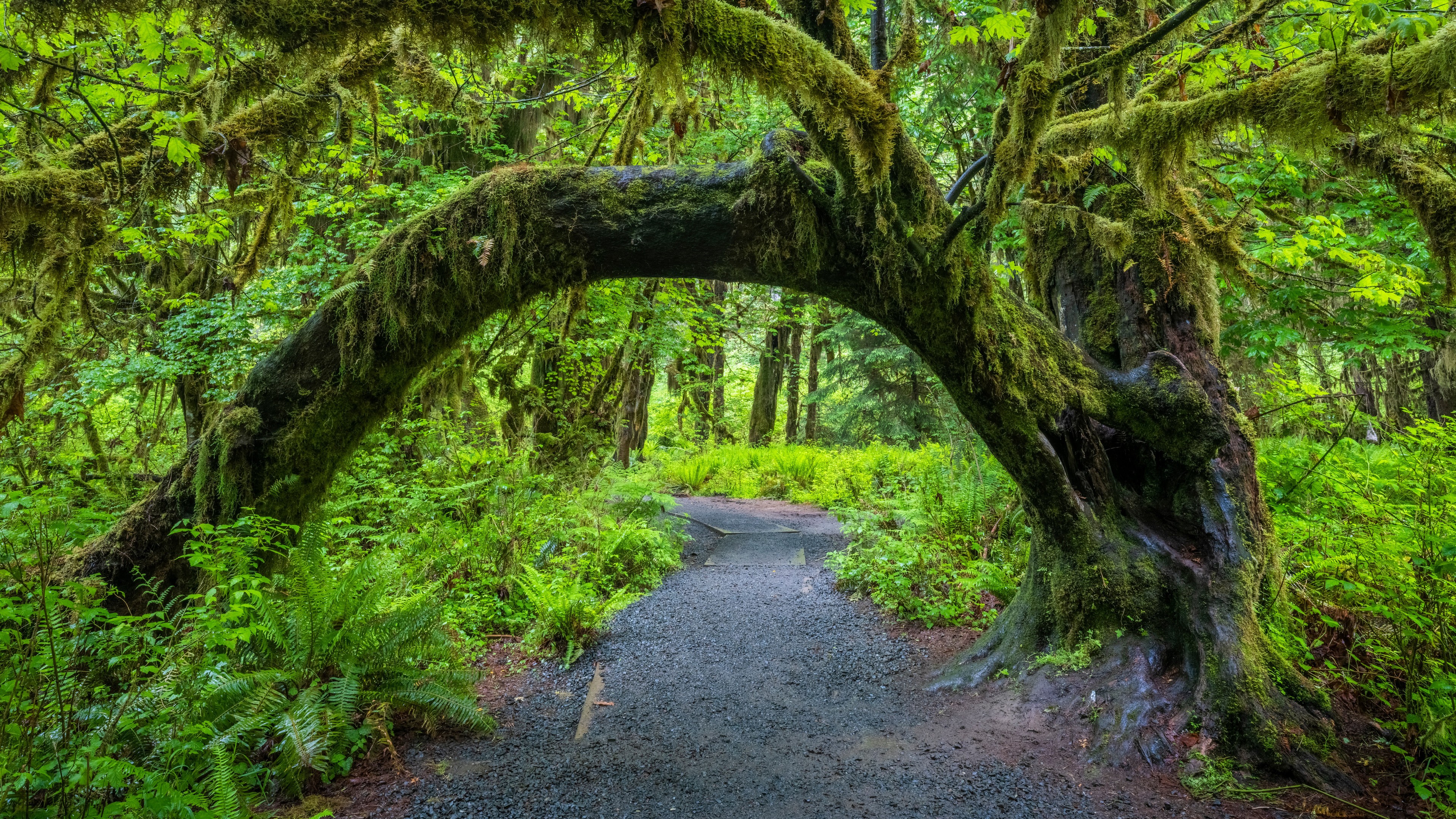 一棵生长在道路对面的古树形成了一个生长在夏季森林中的拱门