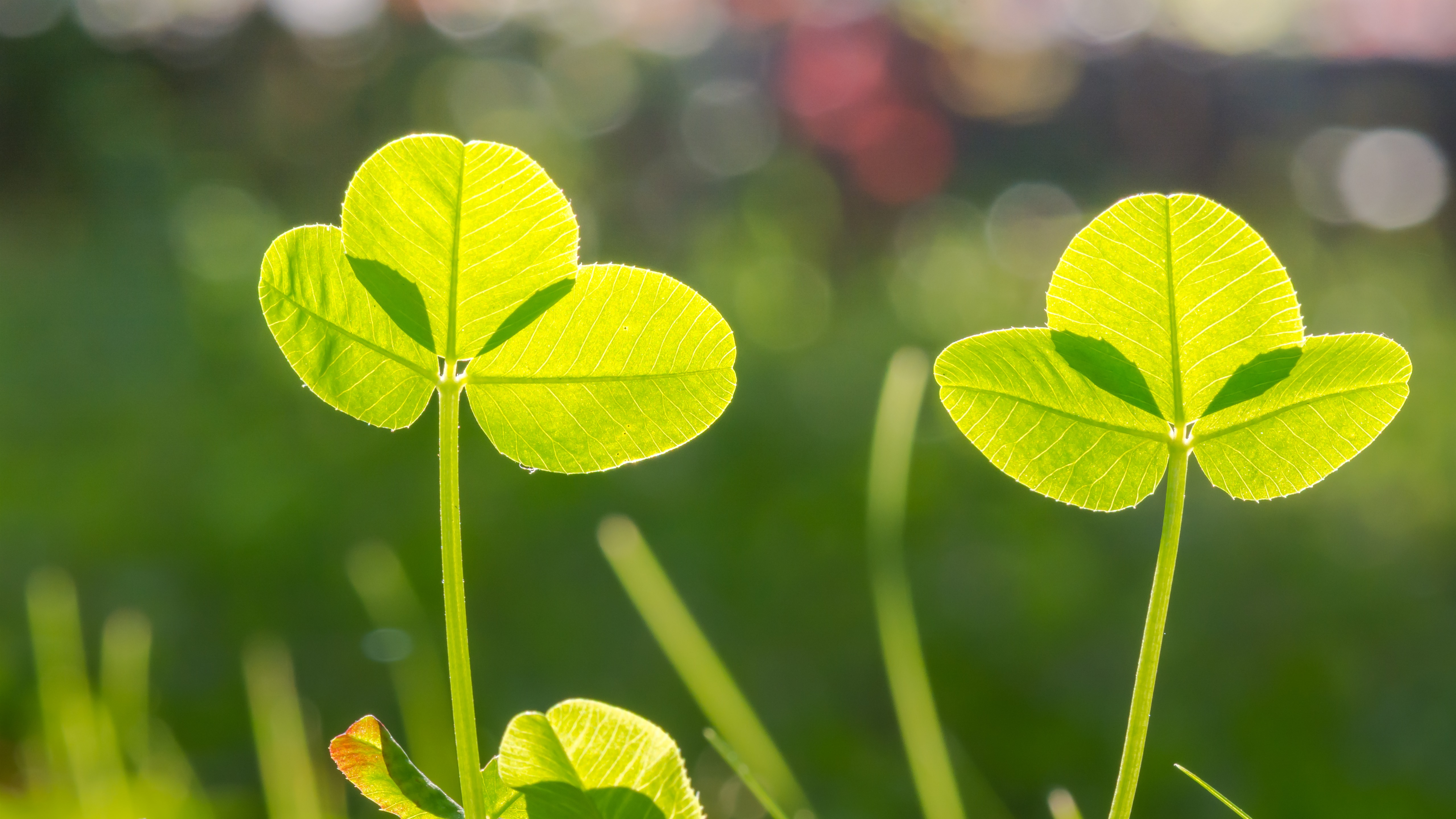 Free photo Small green plants