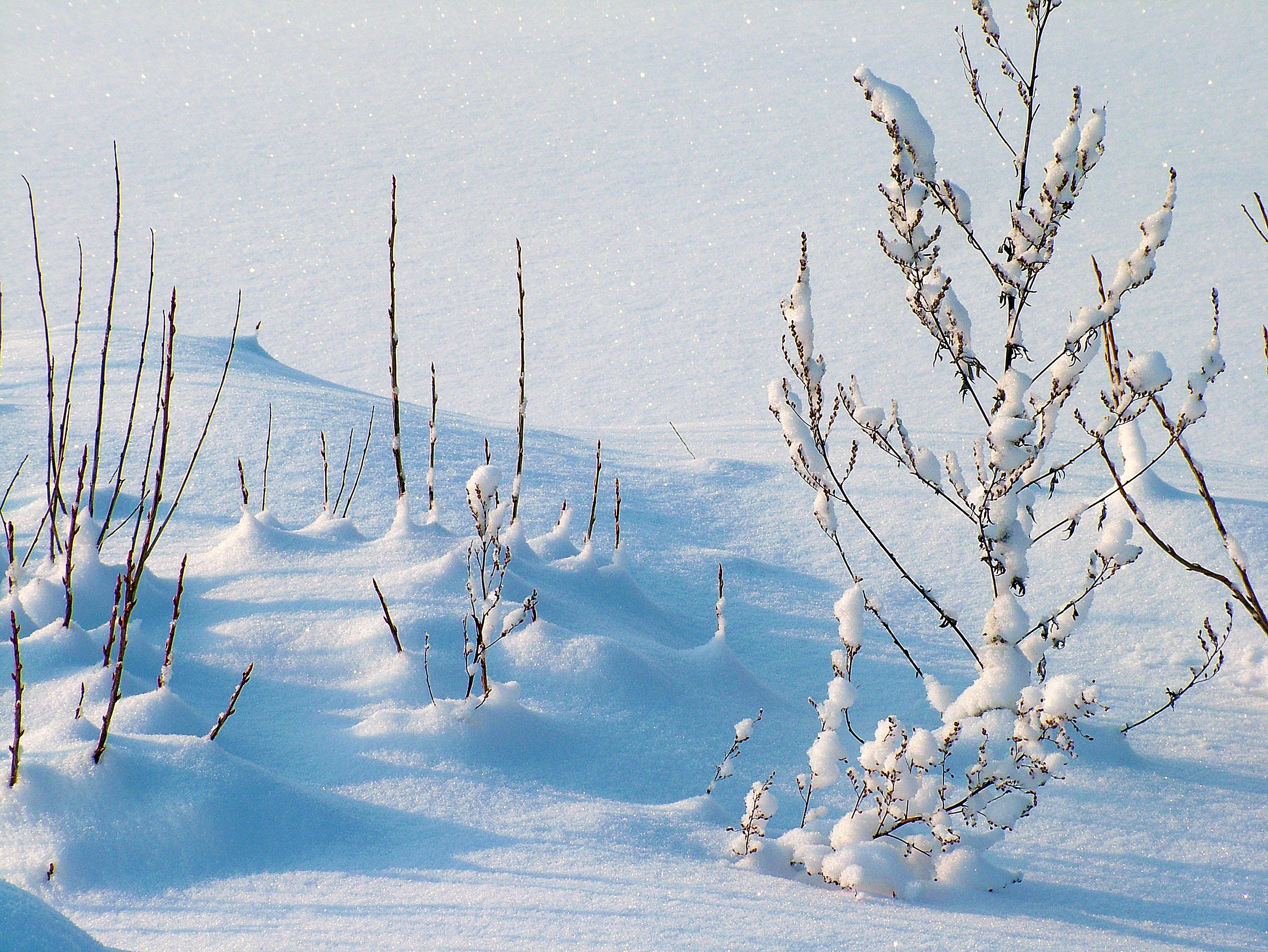 Free photo Winter drifts on a frosty day