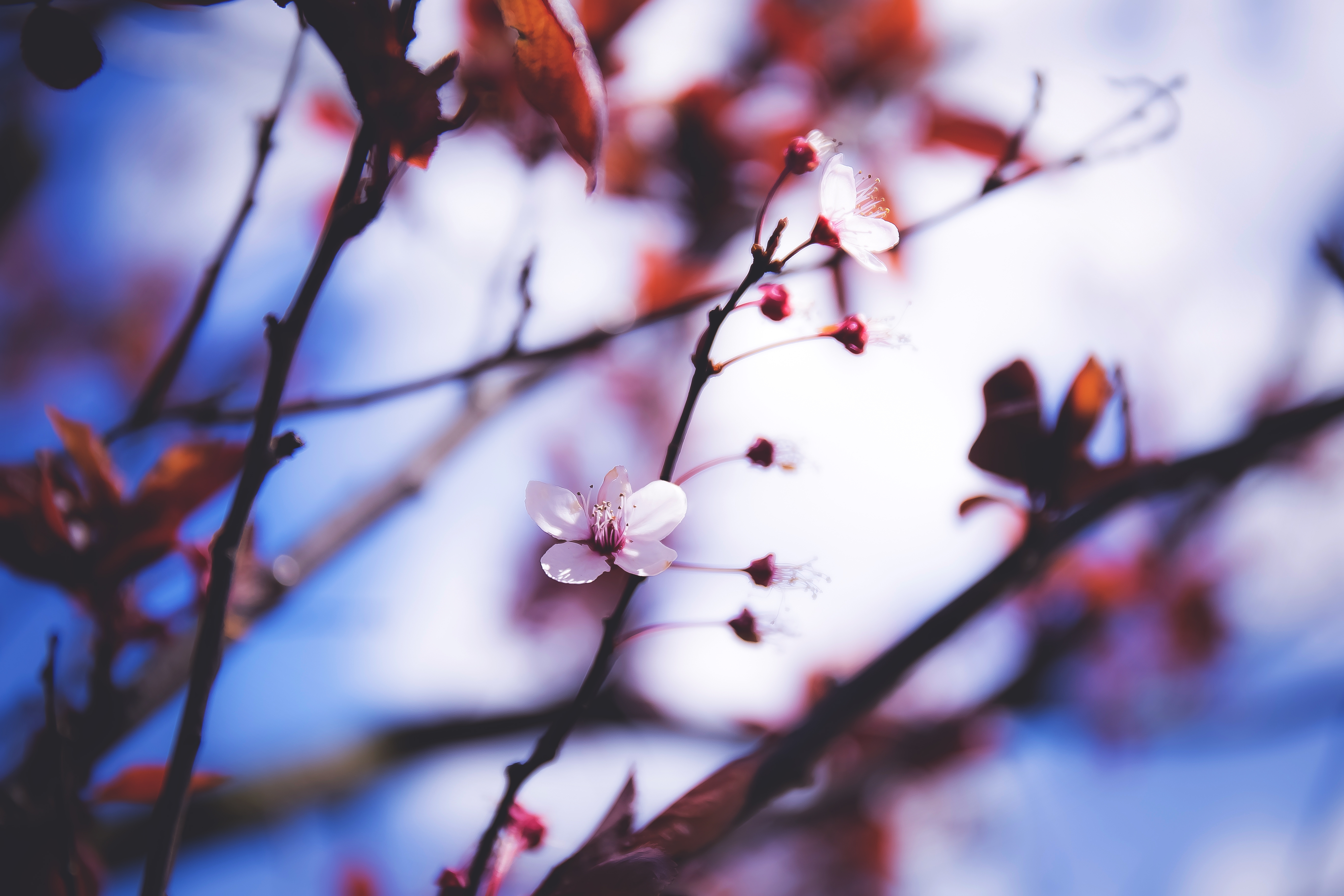 Wallpapers wallpaper spring tree branches on the desktop