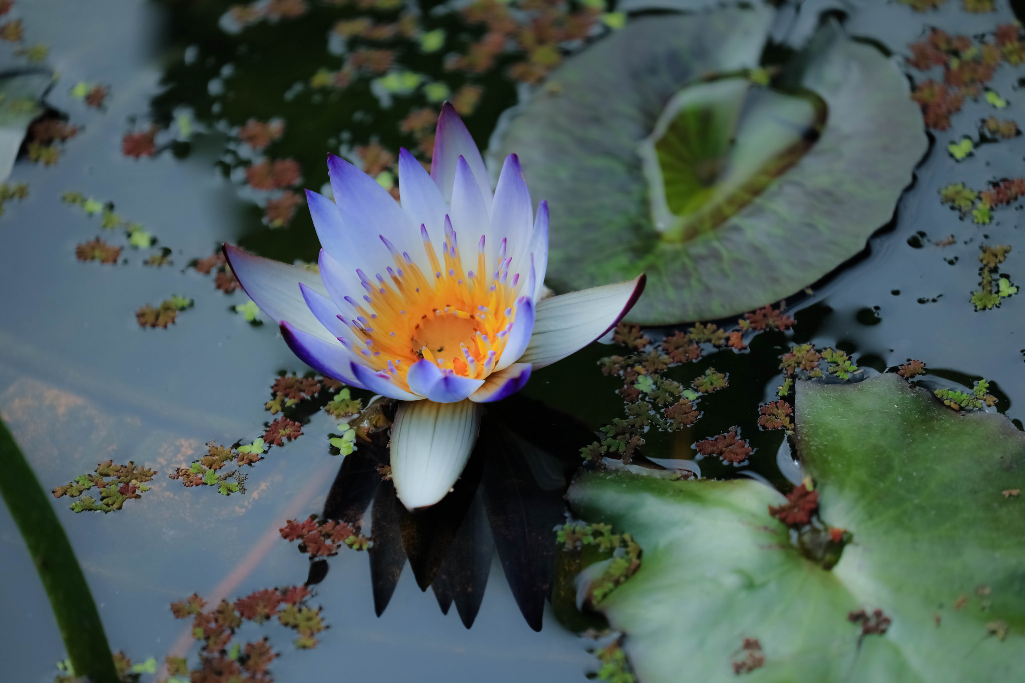 桌面上的壁纸百合花 蓝花 睡莲