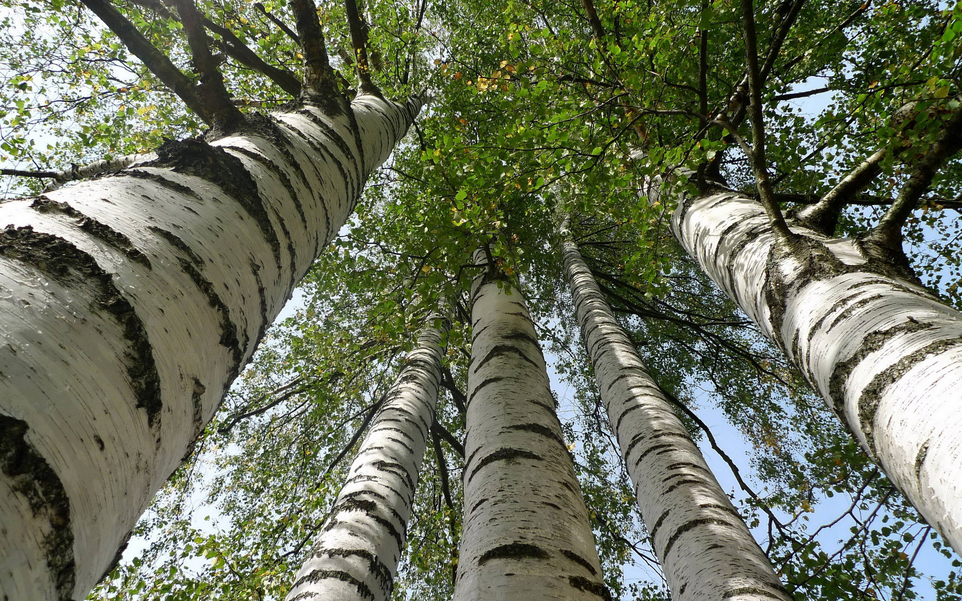 Wallpapers trees birches trunks on the desktop