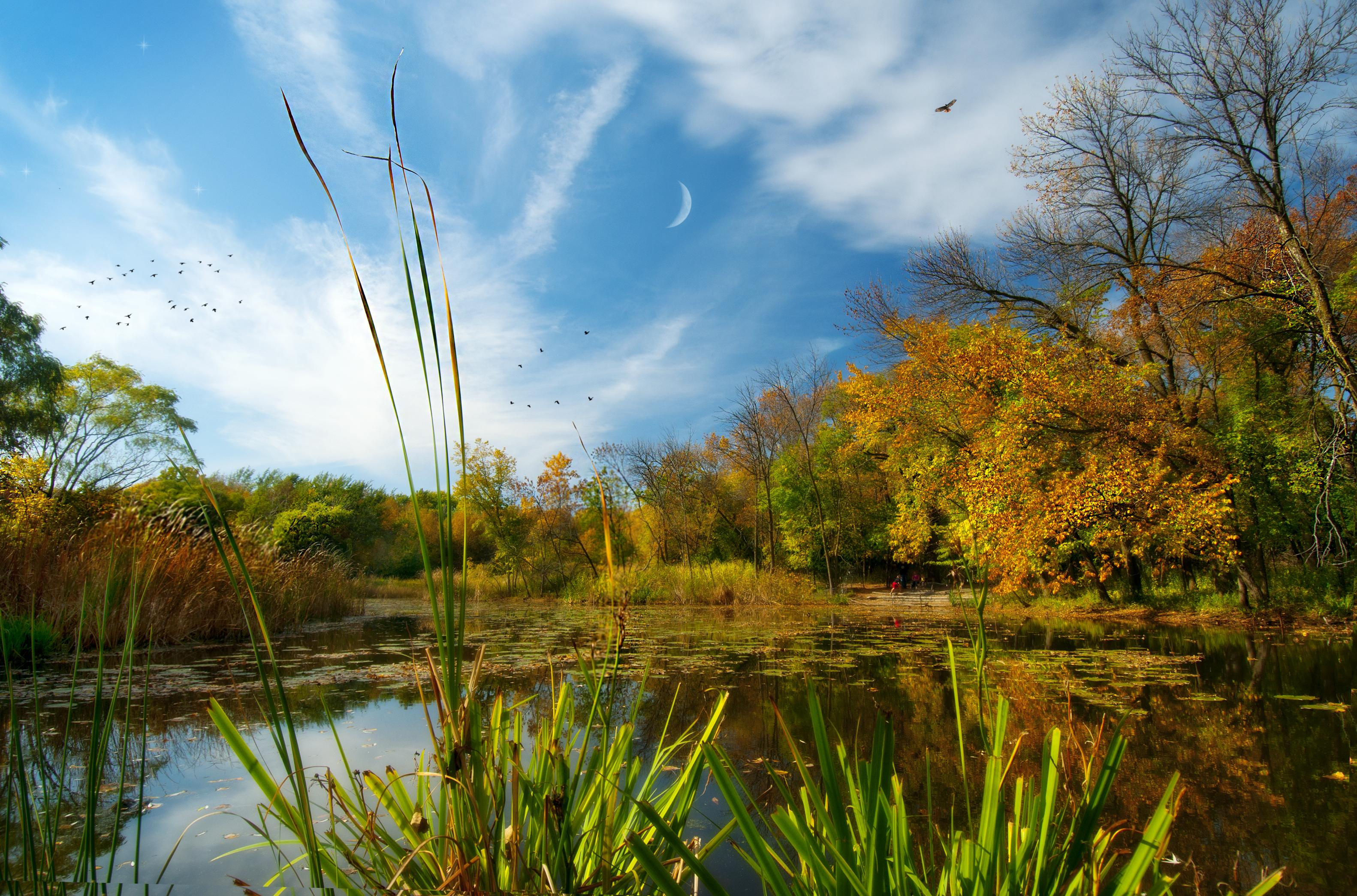 Обои North park Village Nature Center озеро осень на рабочий стол