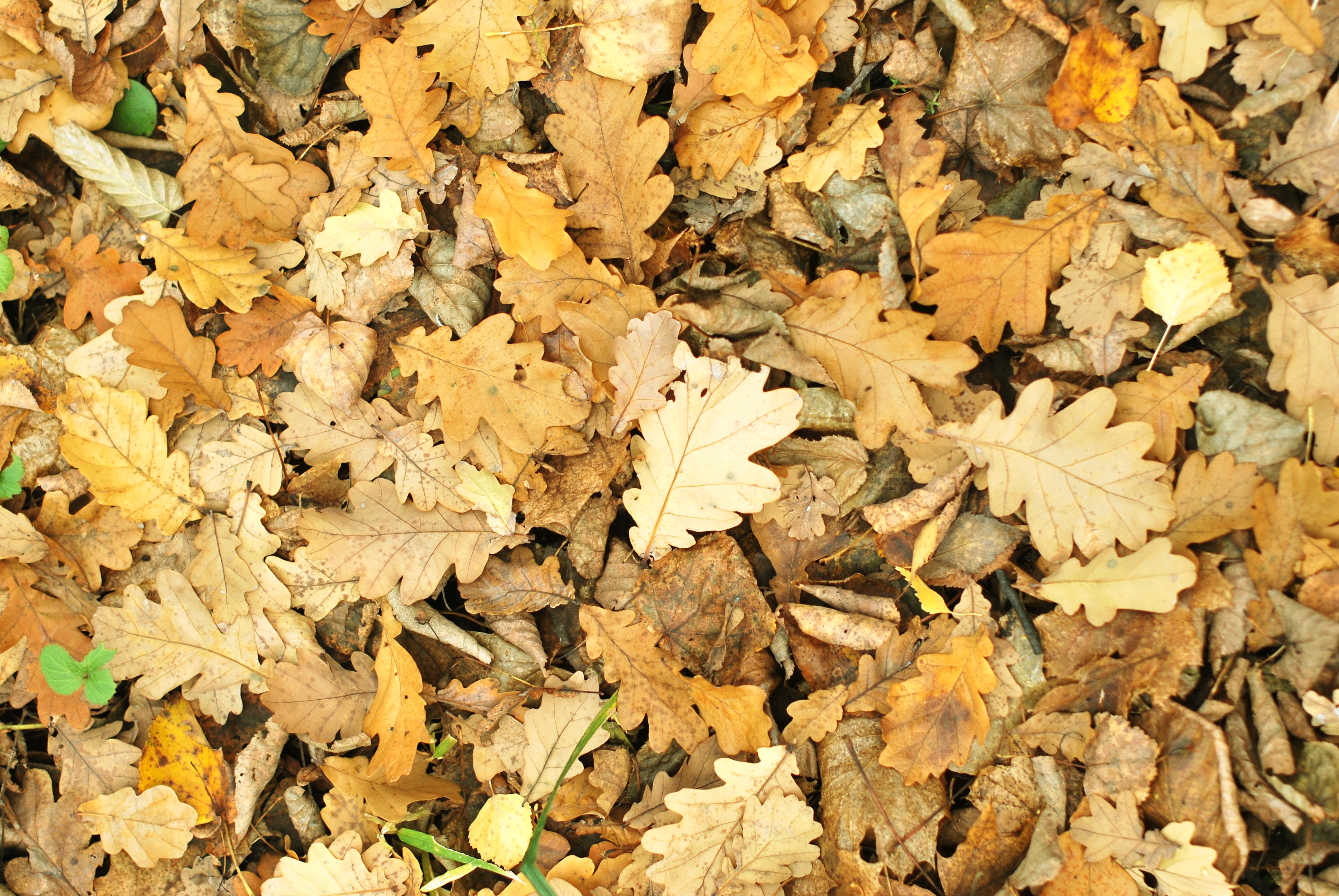 桌面上的壁纸秋季 树叶 地面