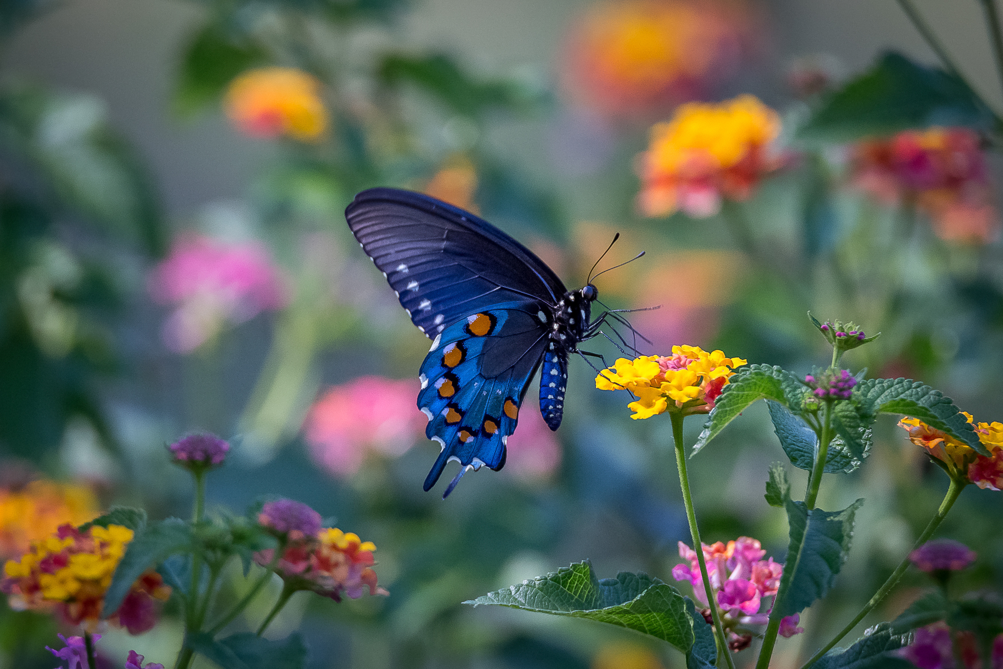 Wallpapers insects flowers insect on the desktop