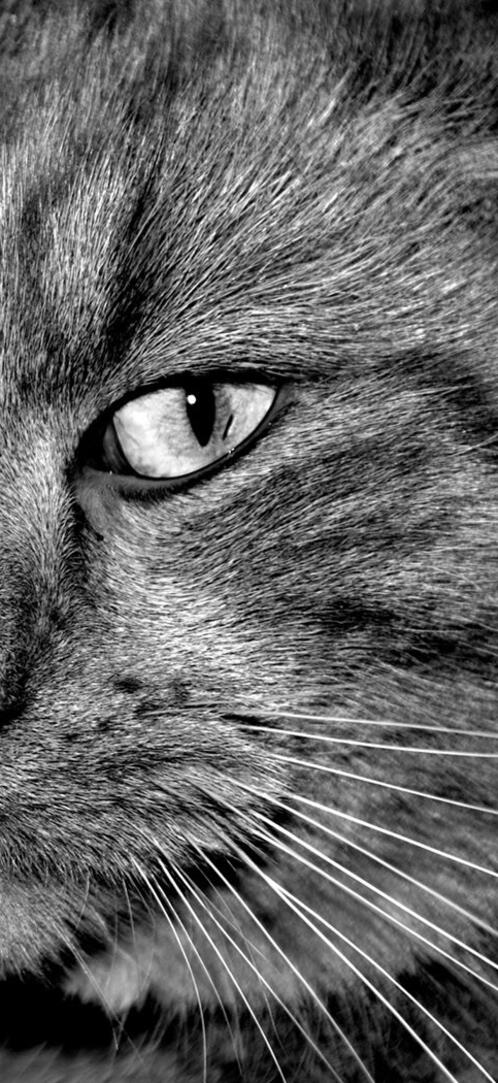 Бесплатное фото Морда черного кота