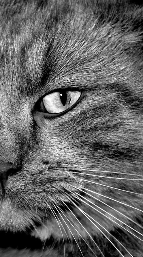 Бесплатное фото Морда черного кота