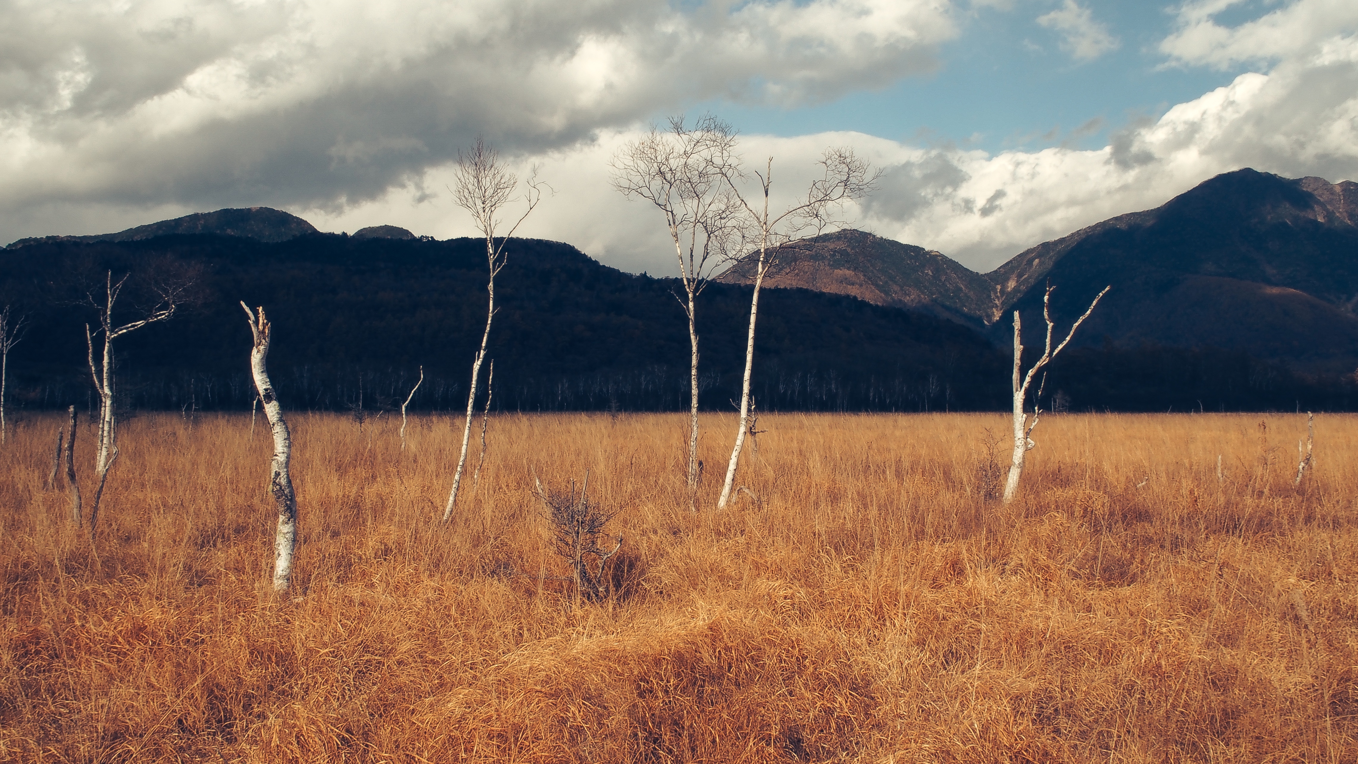 Free photo Autumn field with fallen birches against the backdrop of large mountains