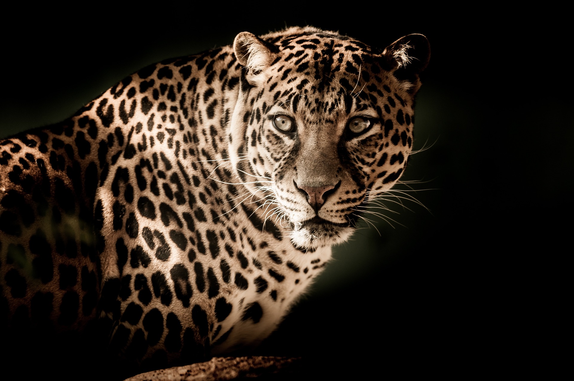 Wallpapers leopard cat large on the desktop