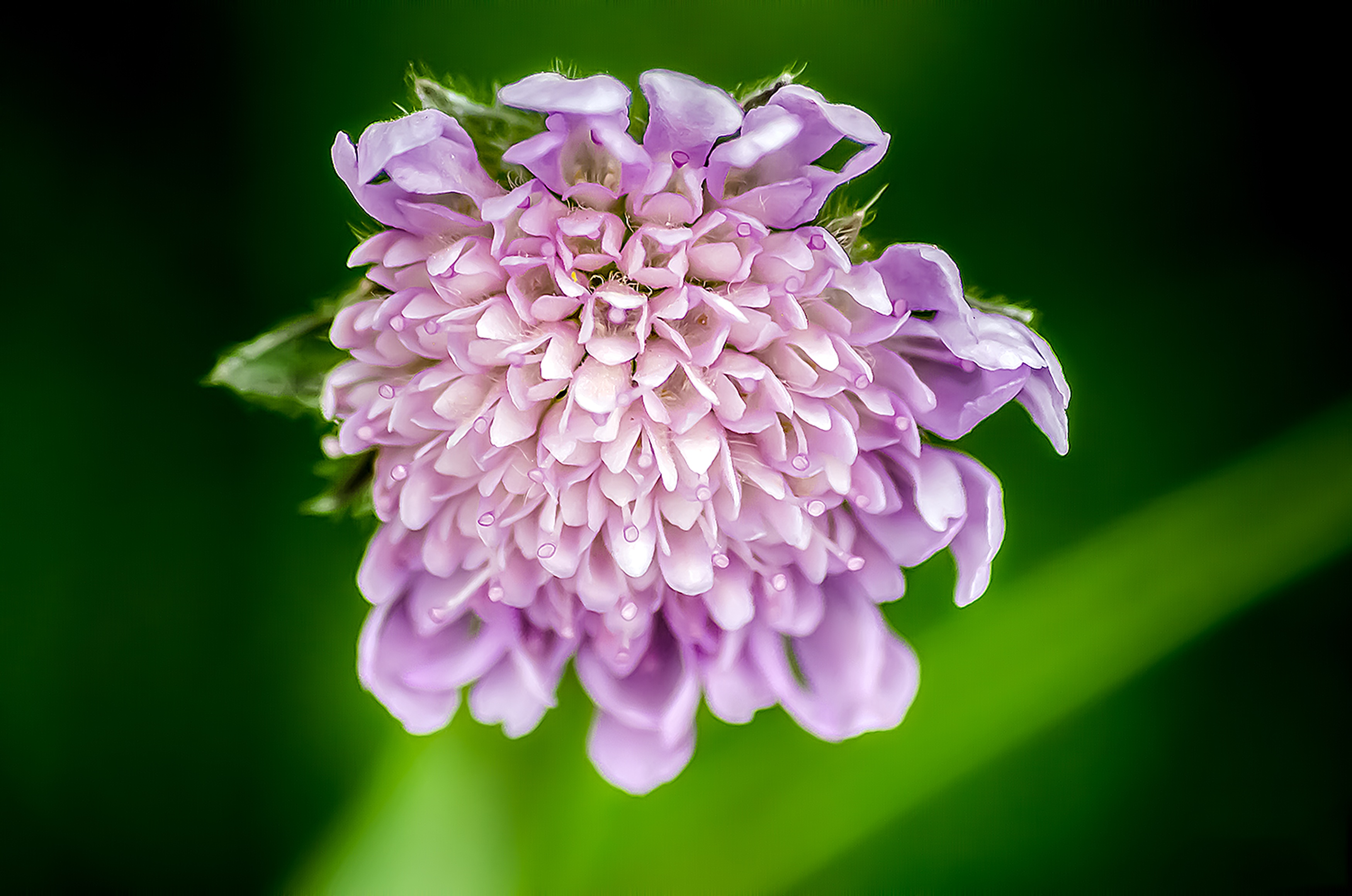 Free photo Purple flower