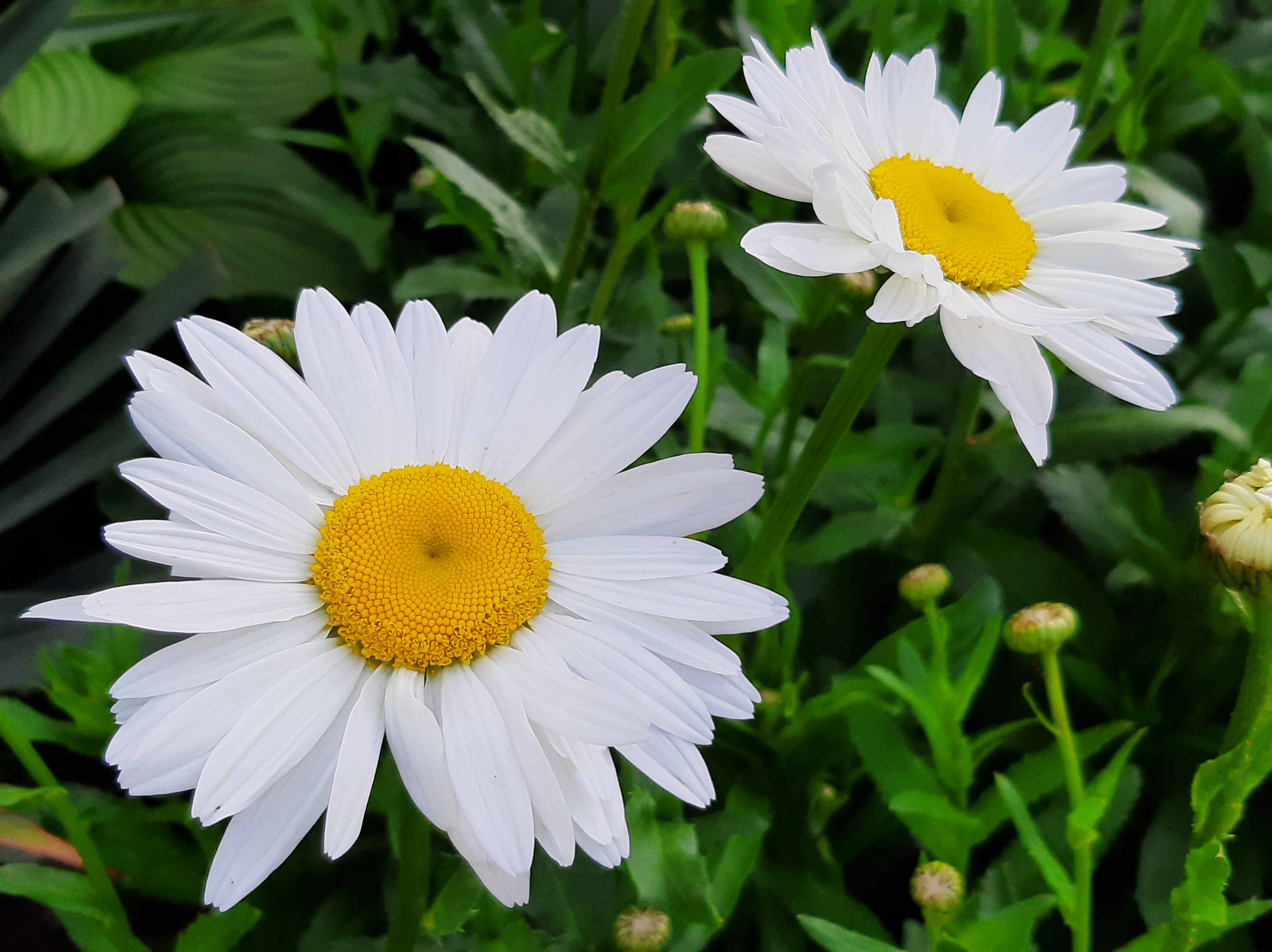 Free photo A beautiful bush with snow-white daisies