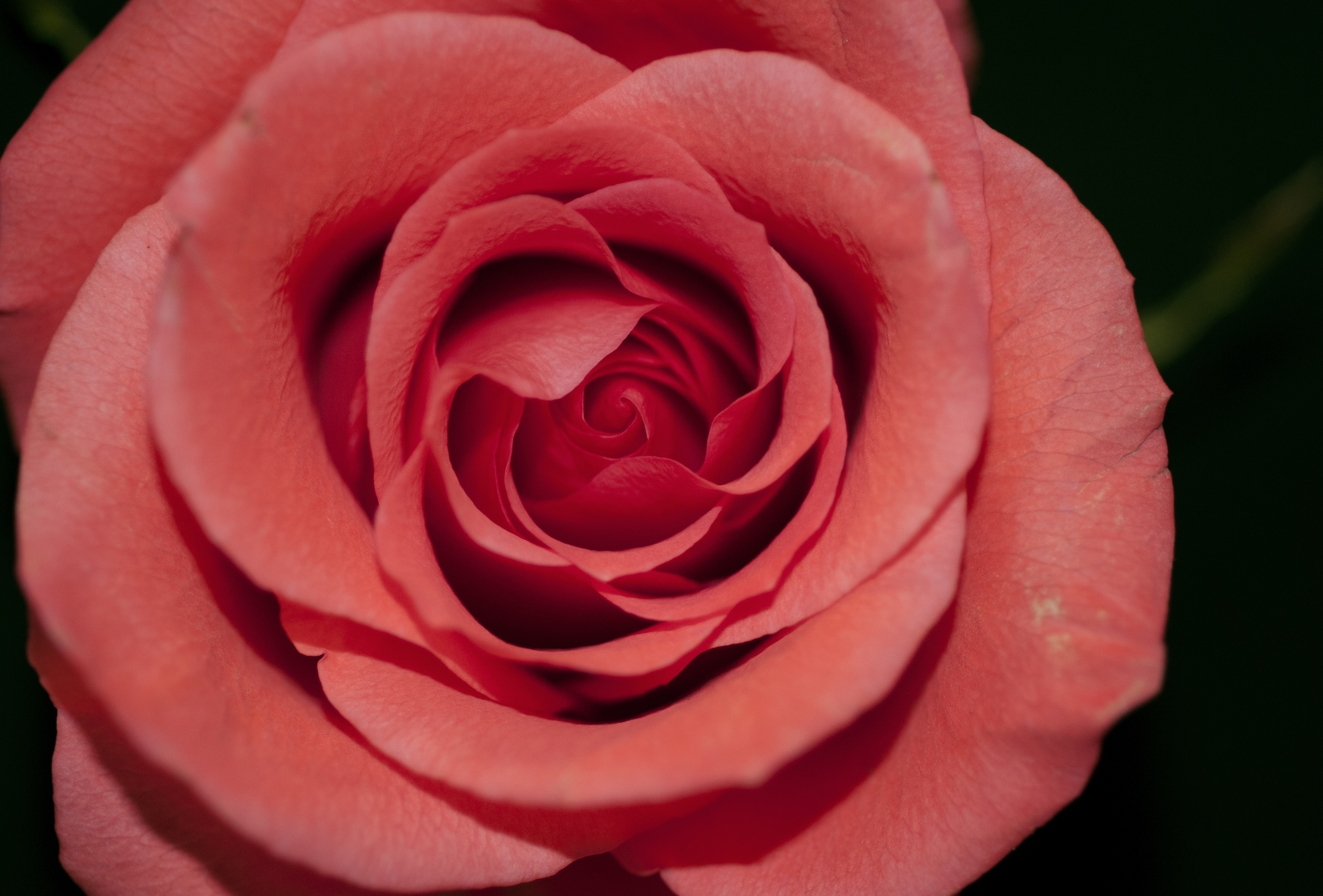 Free photo Delicate red rose