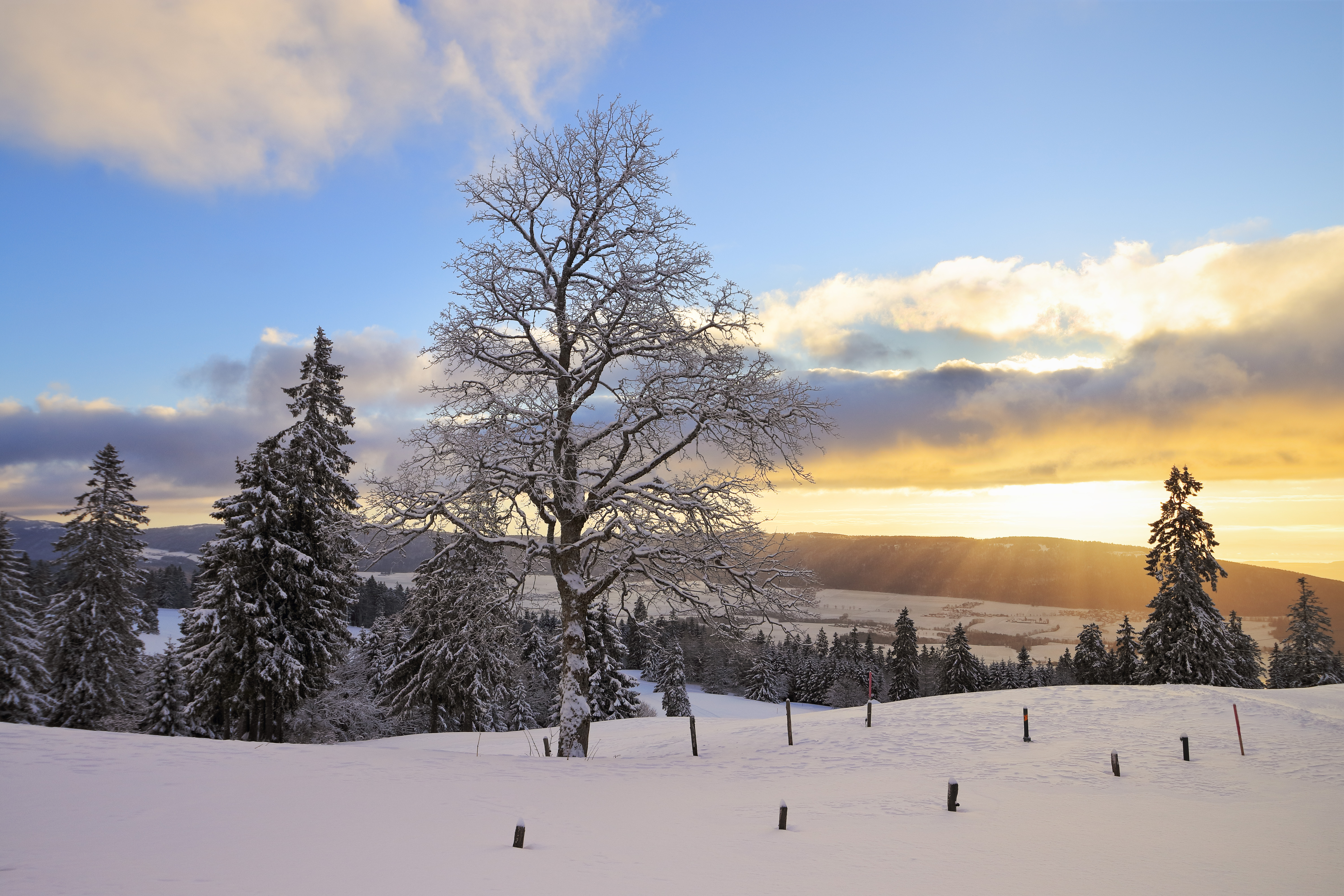 Wallpapers trees snow Switzerland on the desktop