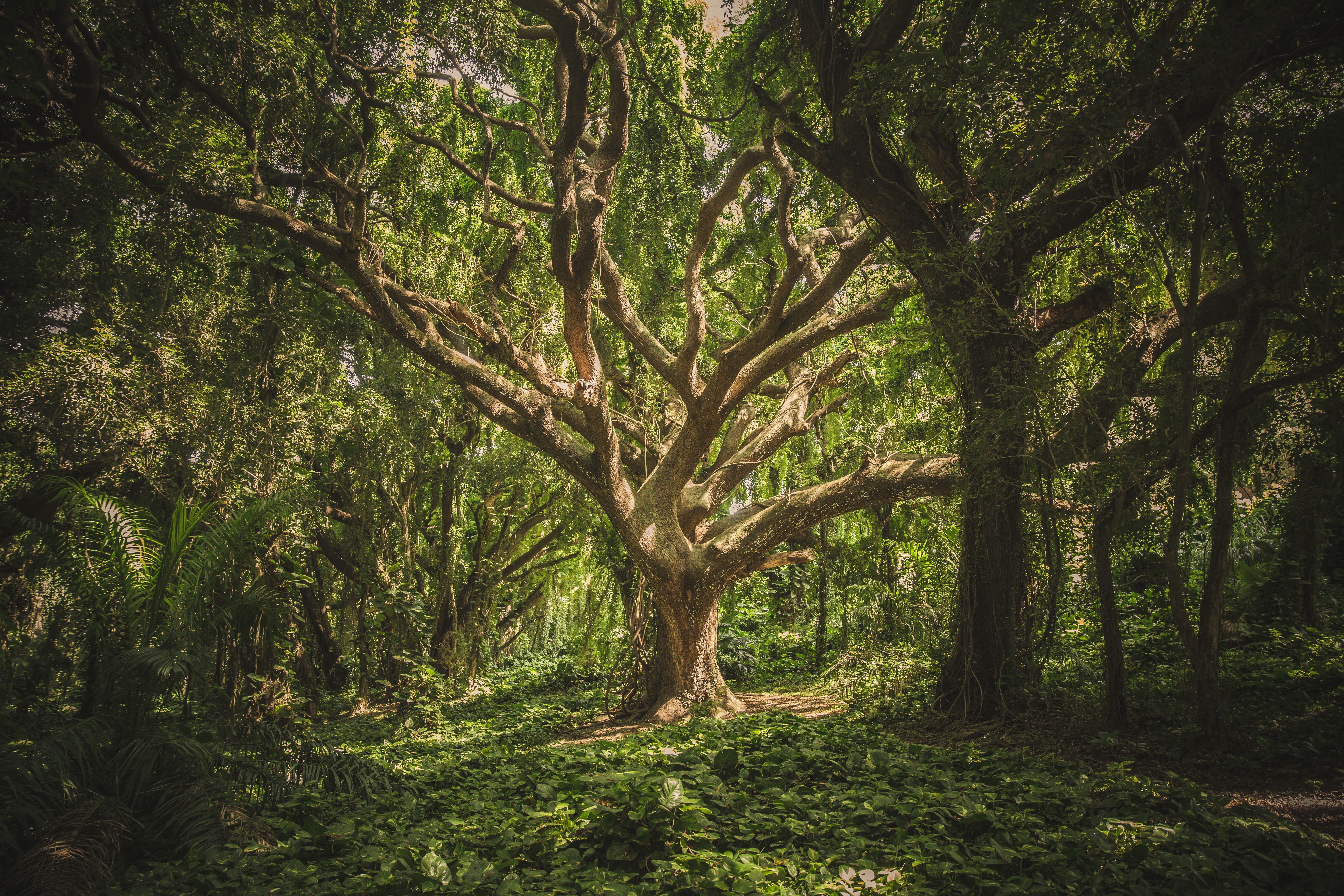 Free photo Green impenetrable forest