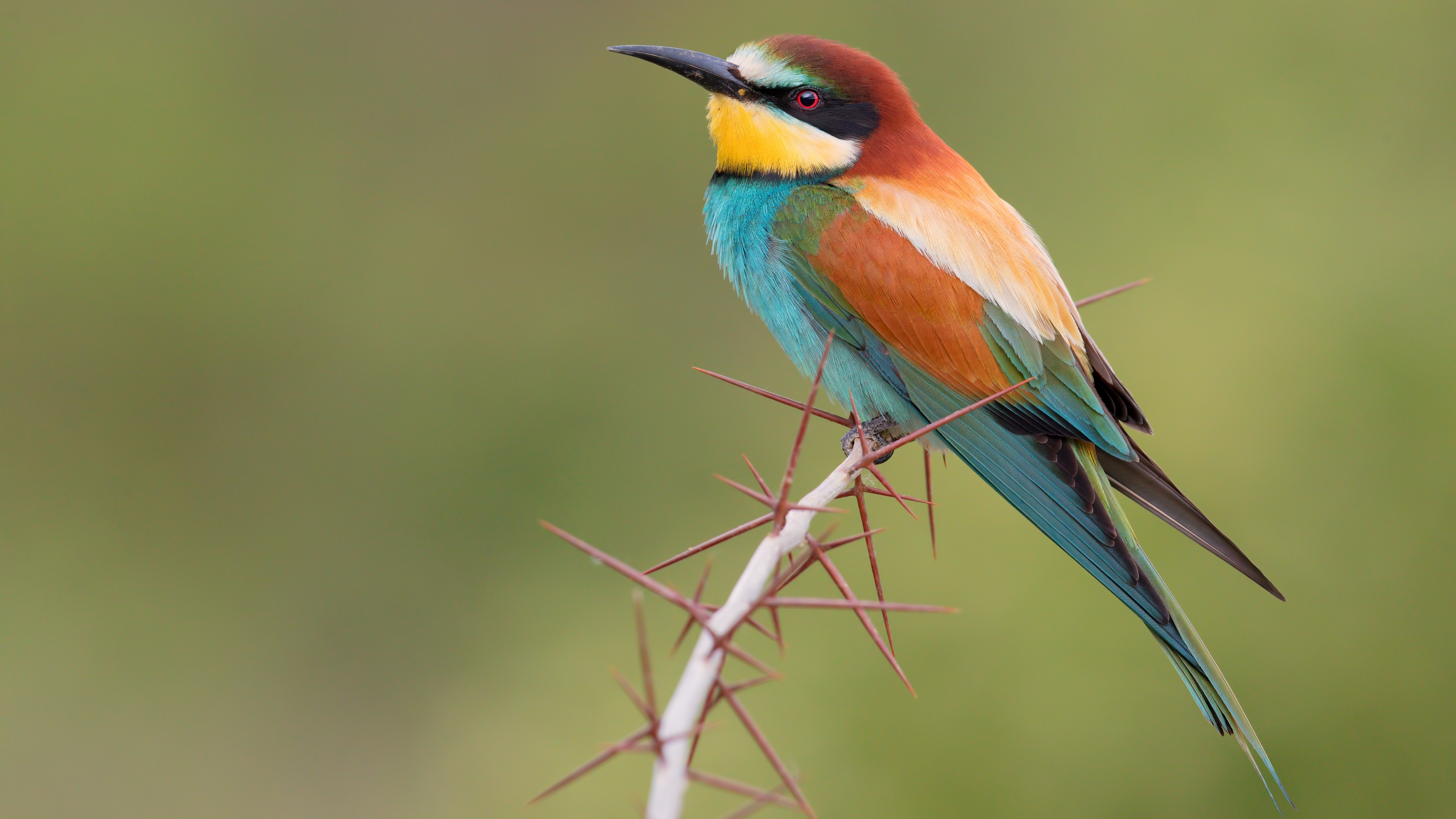 Free photo The bee eater is a beautiful colourful bird