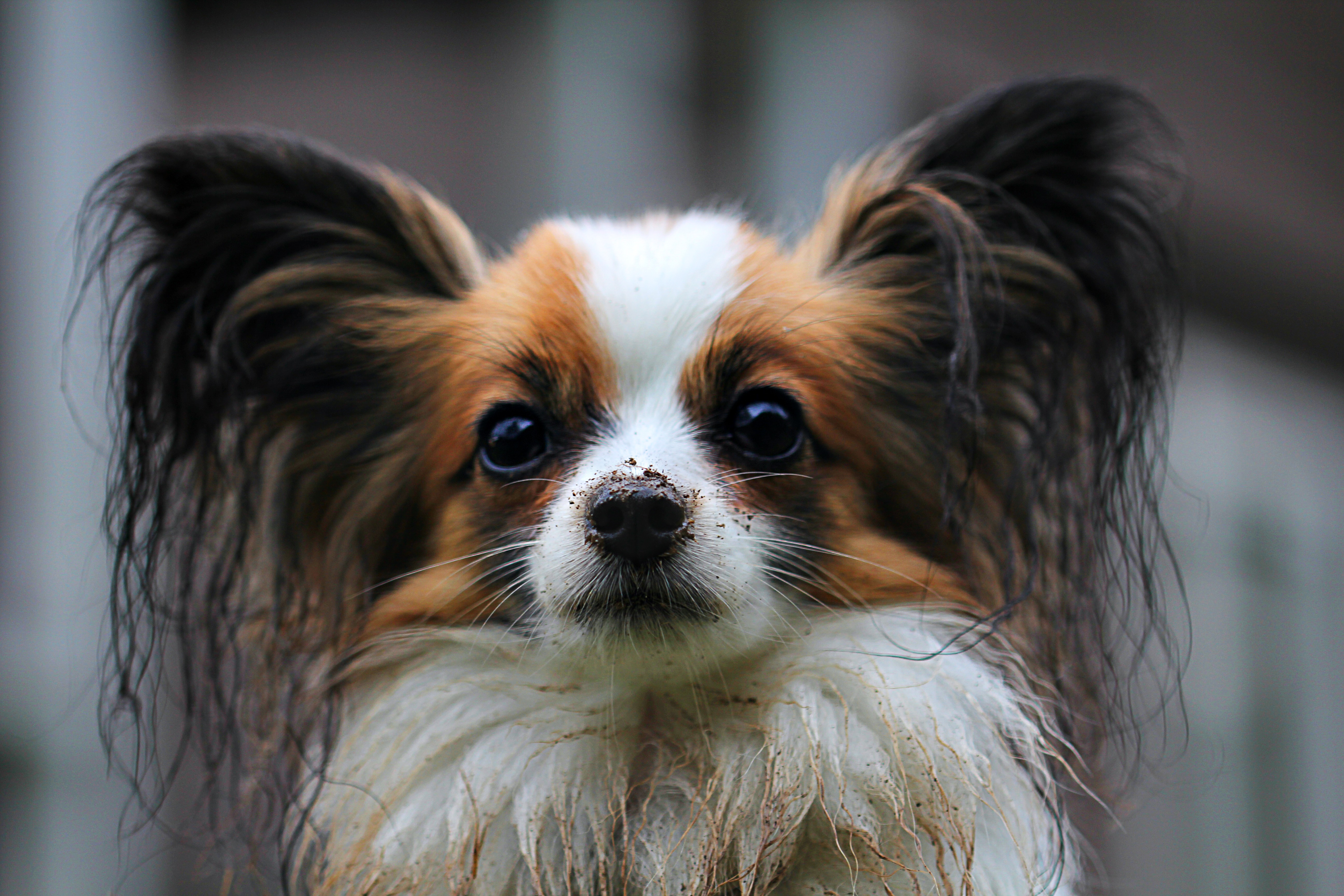 Free photo Cavalier King Charles Spaniel.