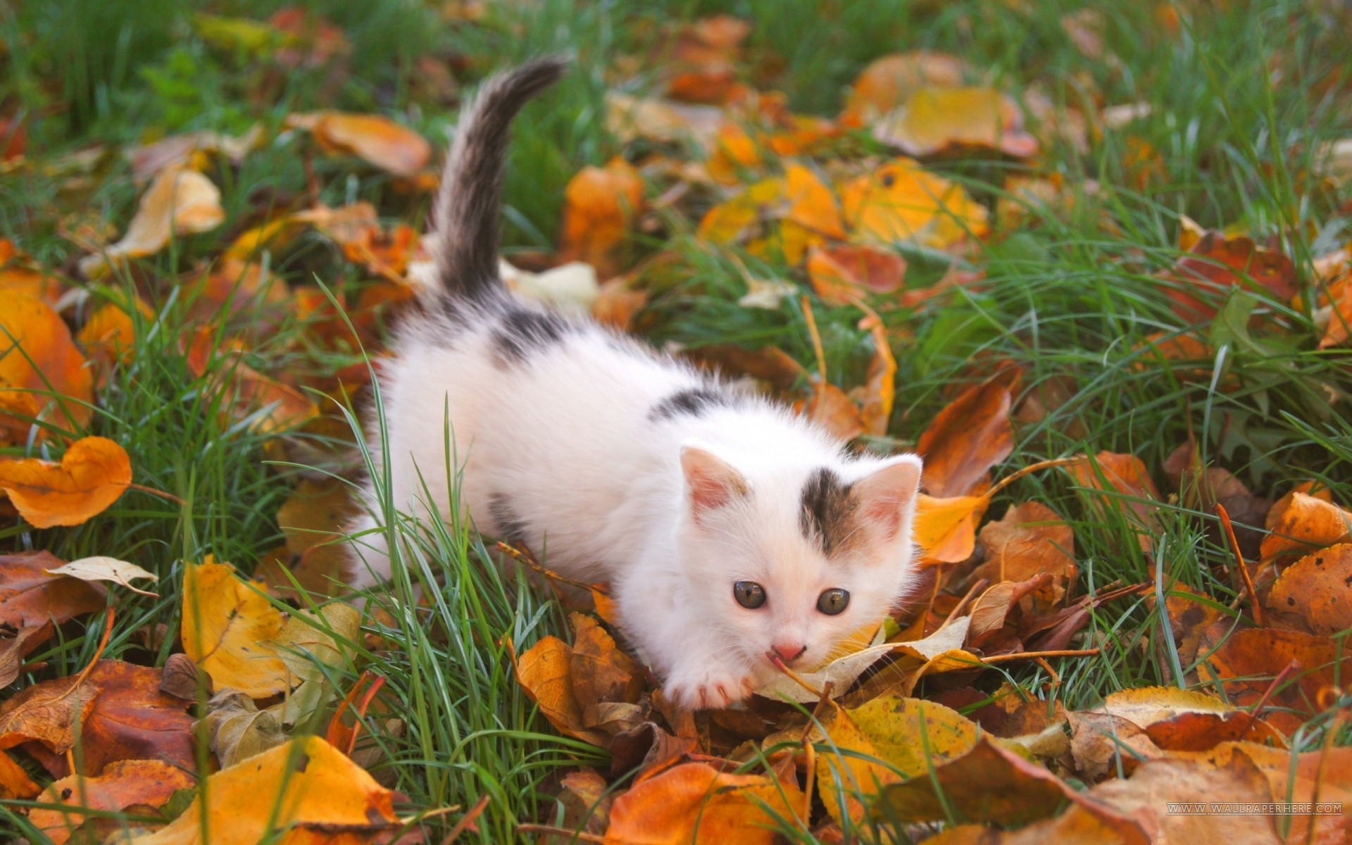 一只小猫偷偷溜过落叶
