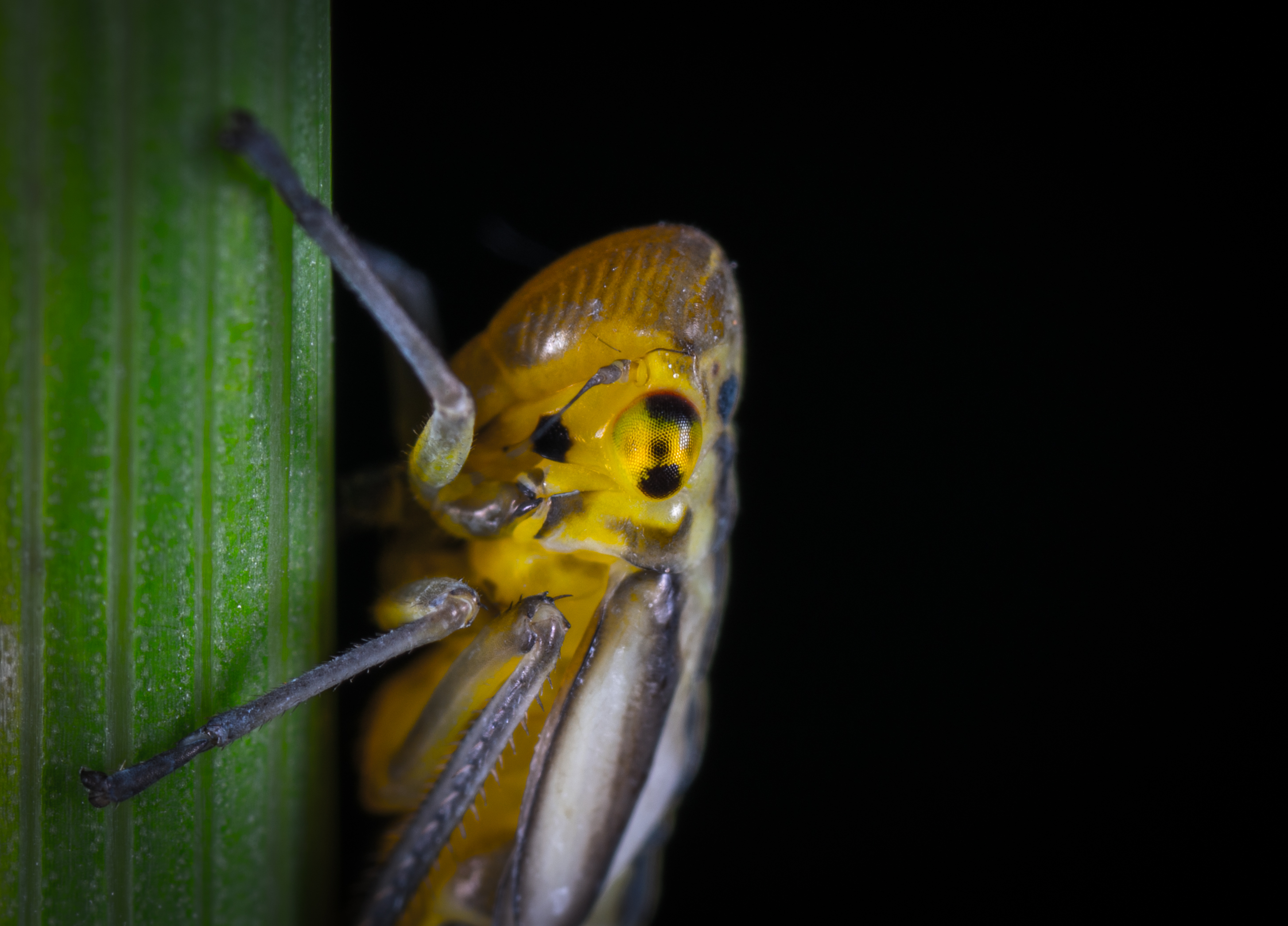 Wallpapers listovertok macro insect on the desktop