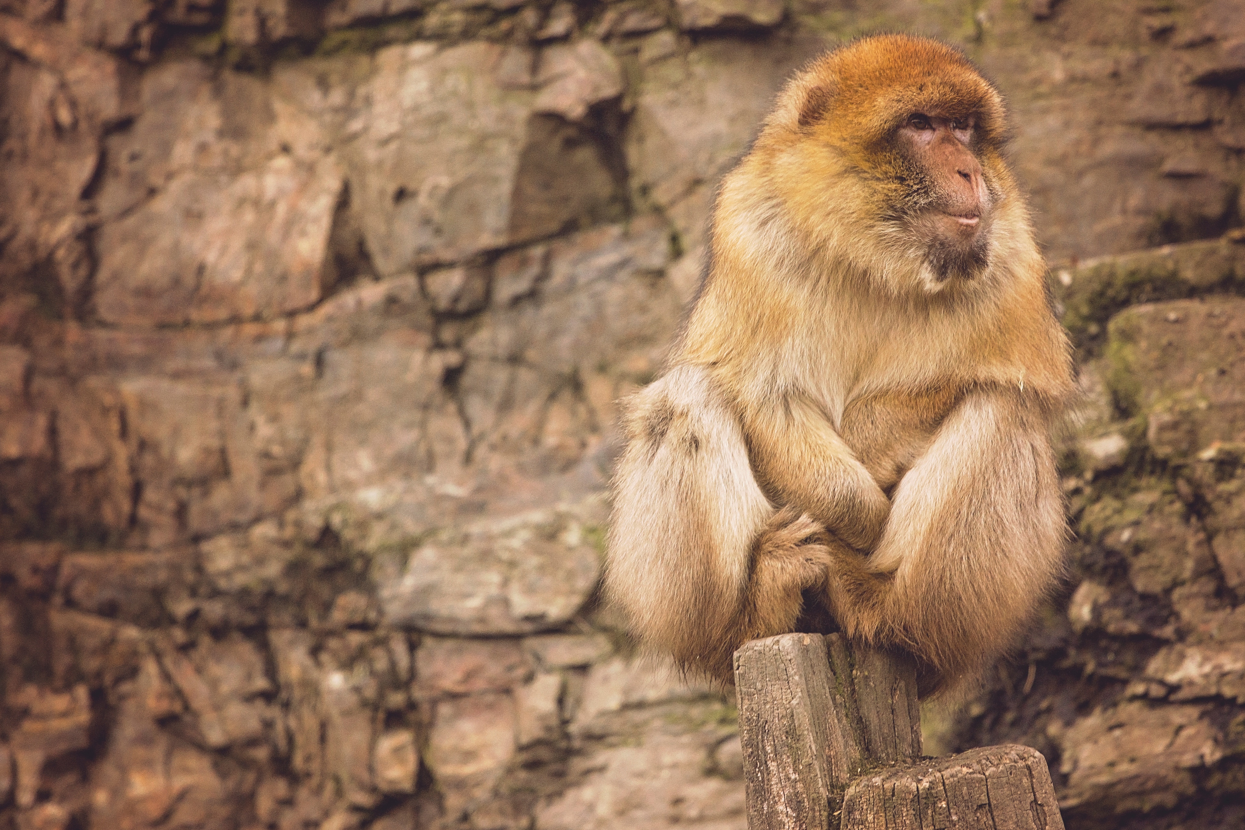 Wallpapers rock animal wildlife on the desktop