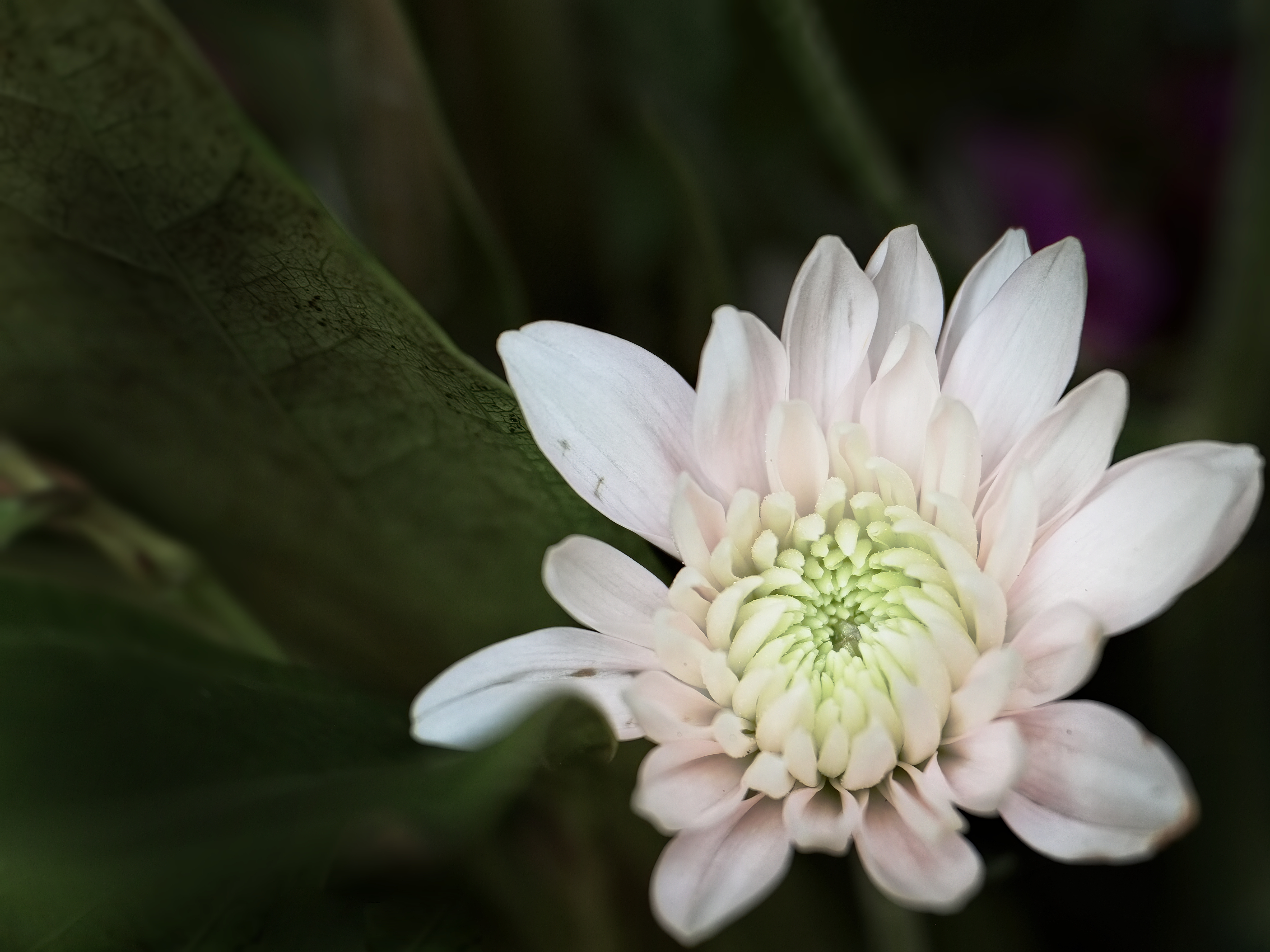 Free photo A lonely white flower