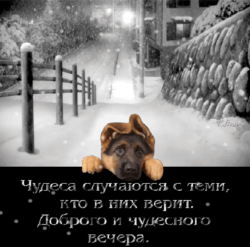 主题为冬夜 蚜虫 冬季的明信片免费下载