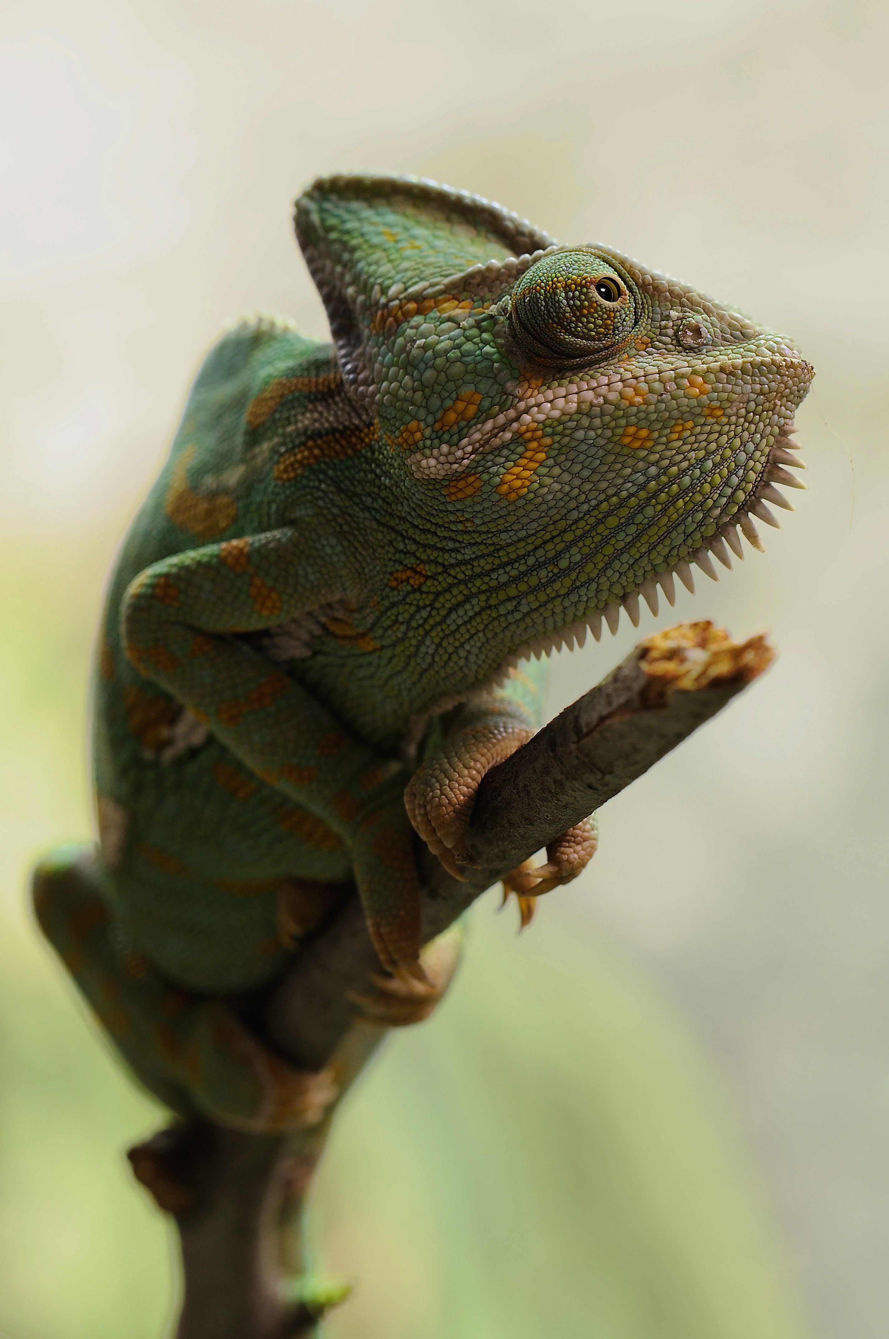 Free photo A Yemeni chameleon on a twig.