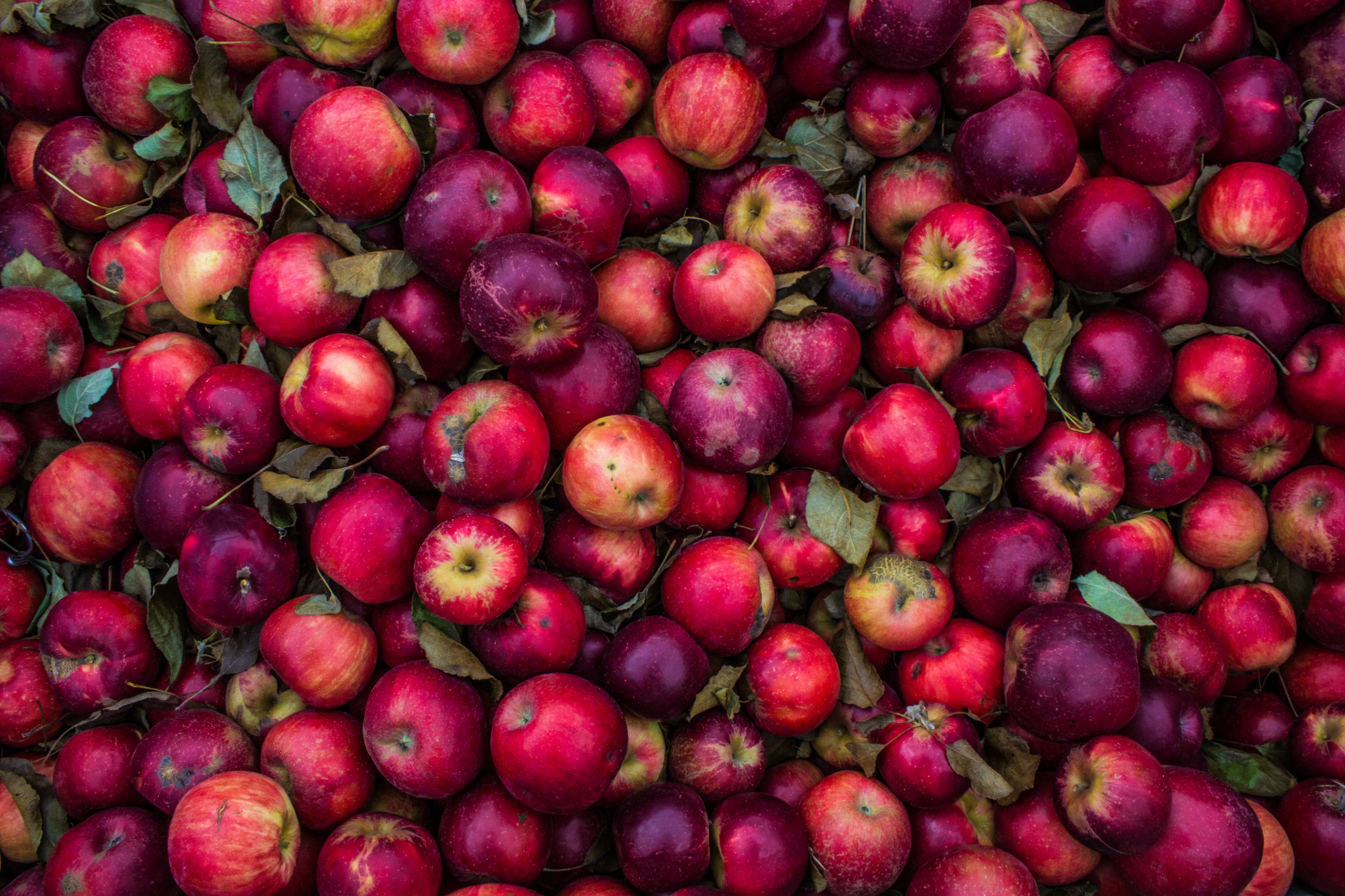 A large pile of plucked red apples.