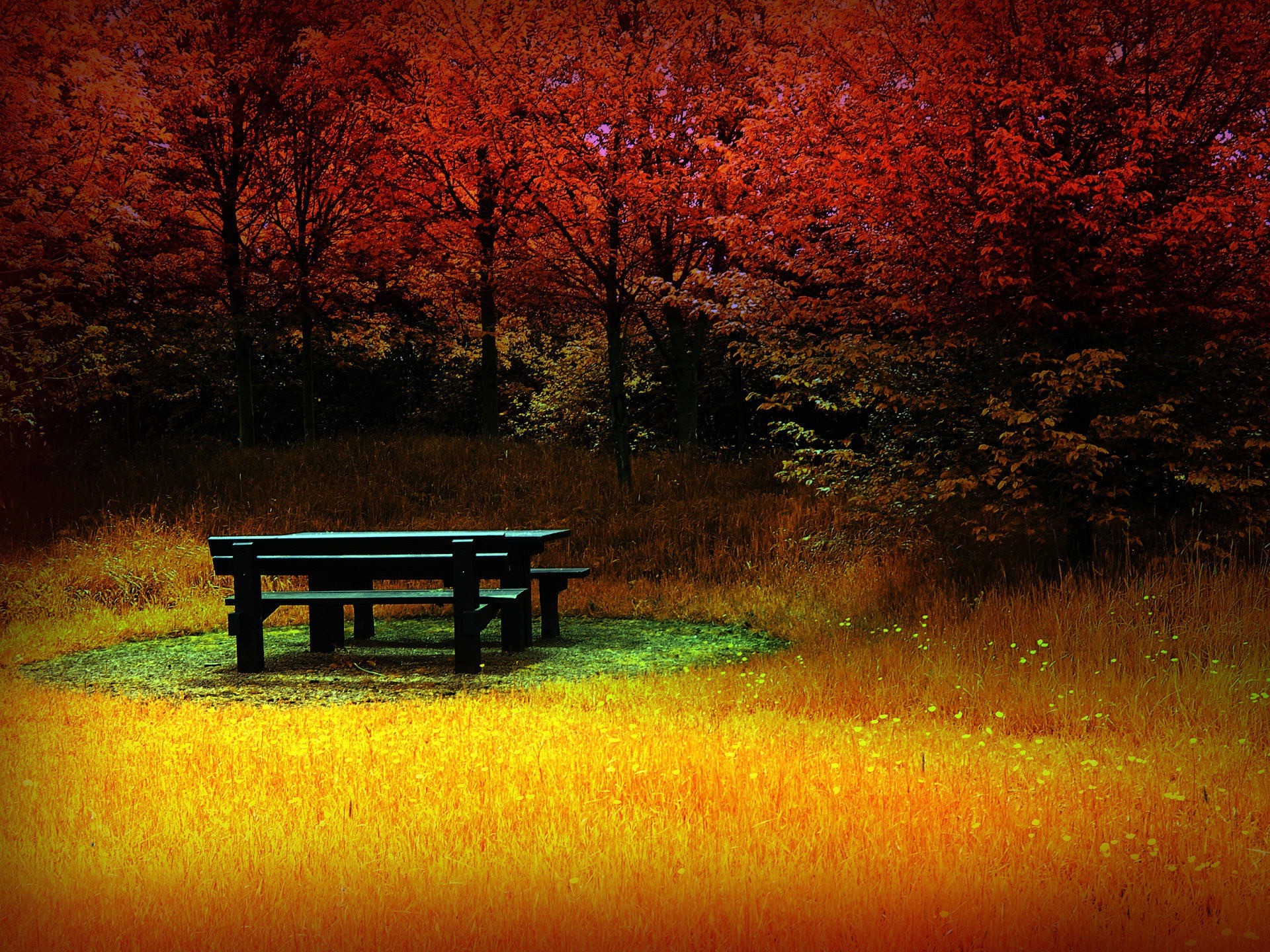 Wallpapers bench fall forest clearing on the desktop