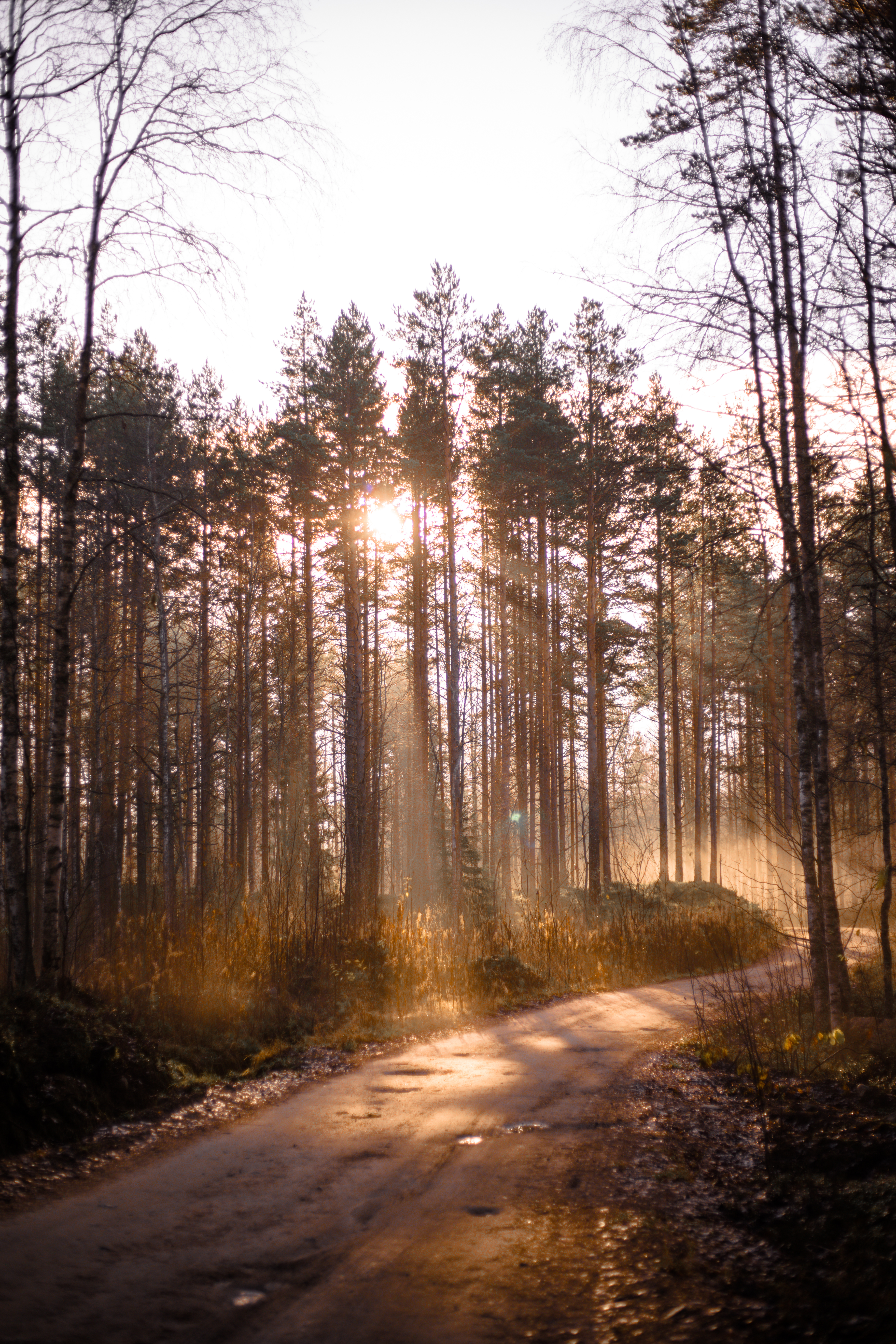 Free photo A walk along a forest path at sunset