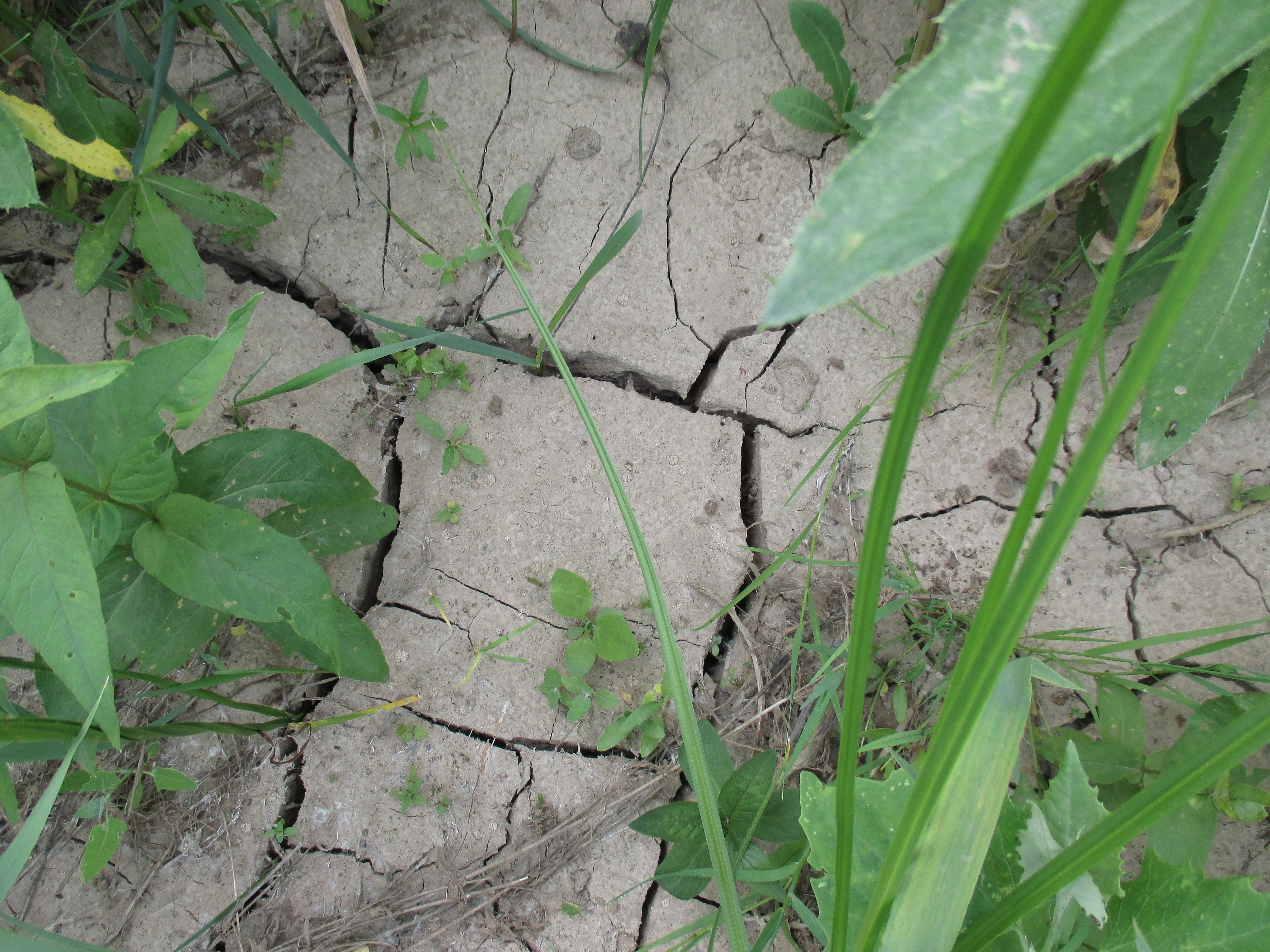 Бесплатное фото Трава, земля как пустош