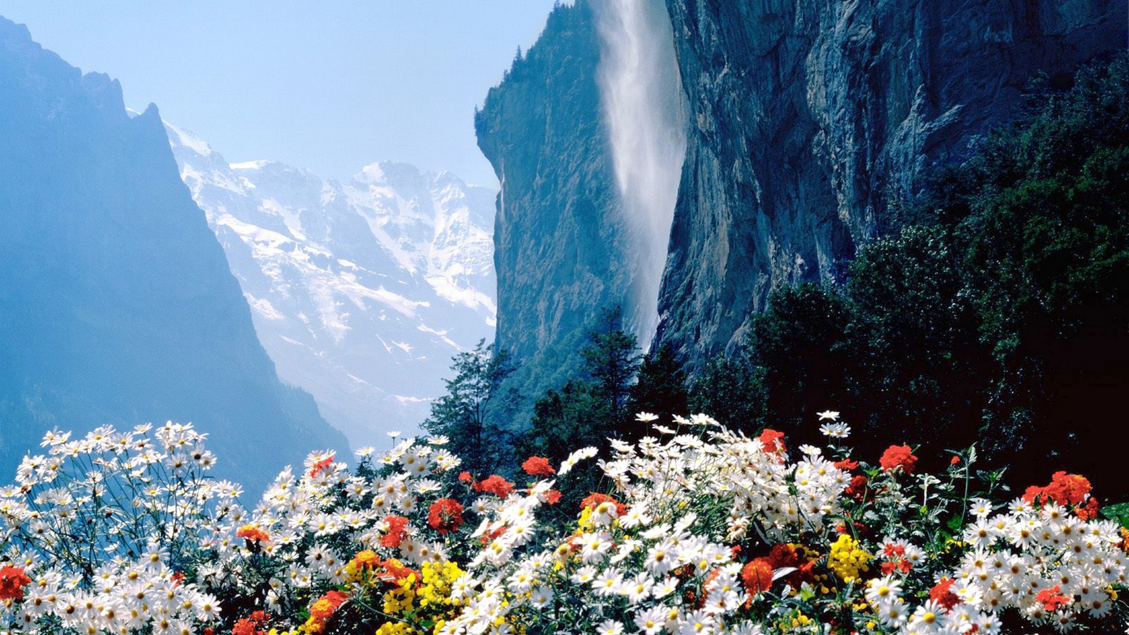 免费照片瀑布旁的野花