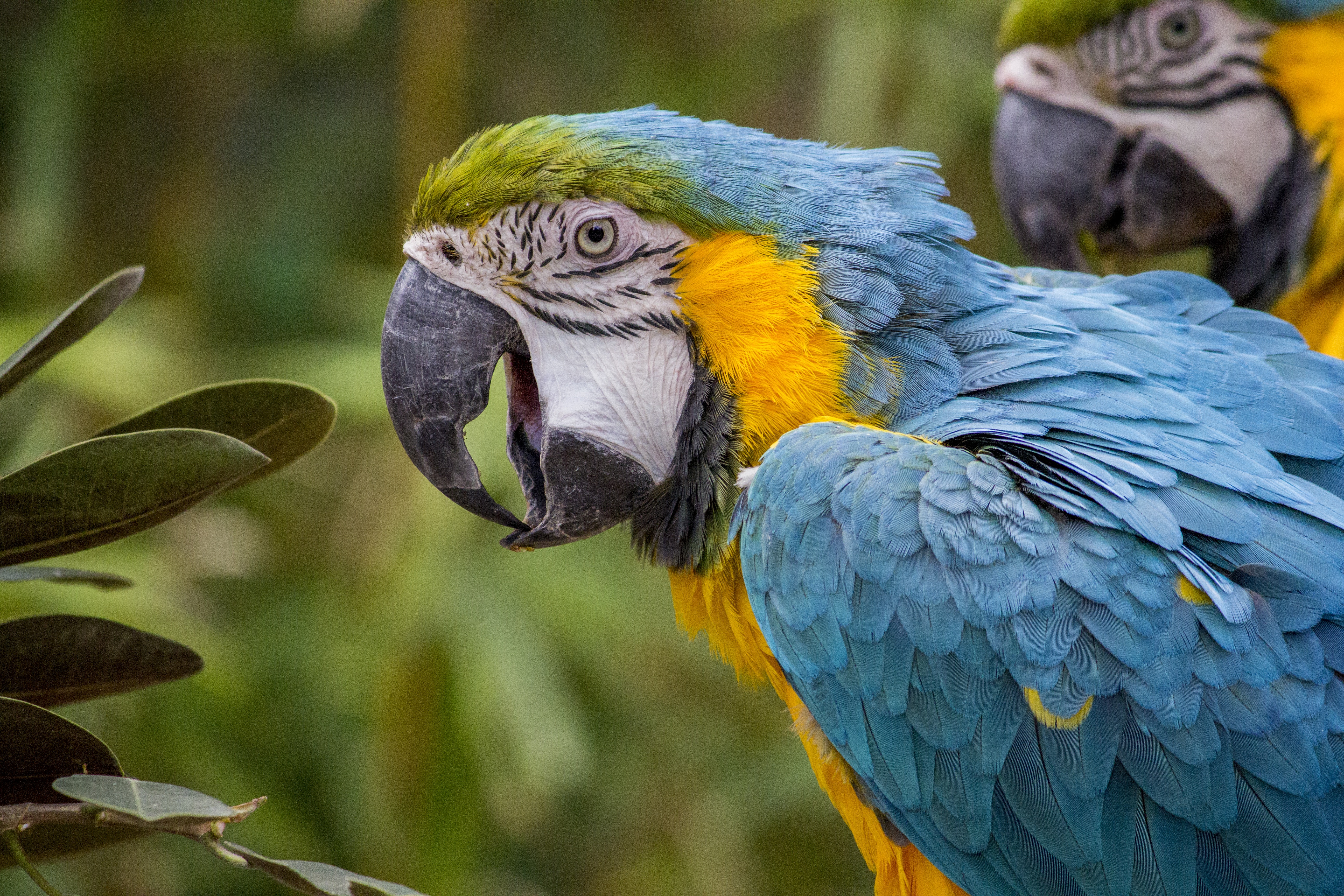 Free photo Ara`s multicolored parrots sit on a tree branch