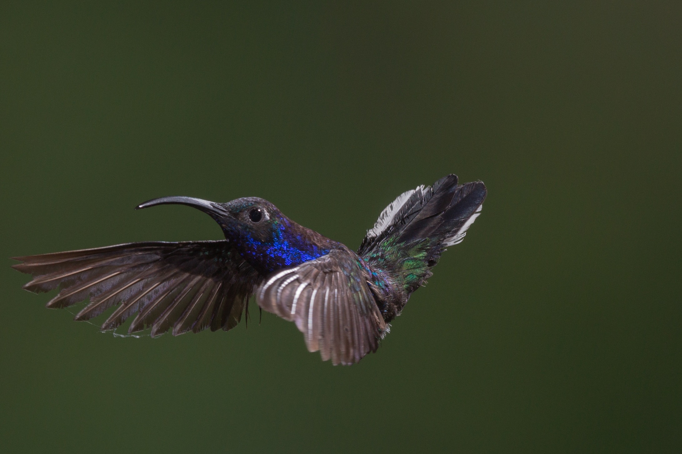 Wallpapers nature bird wing on the desktop