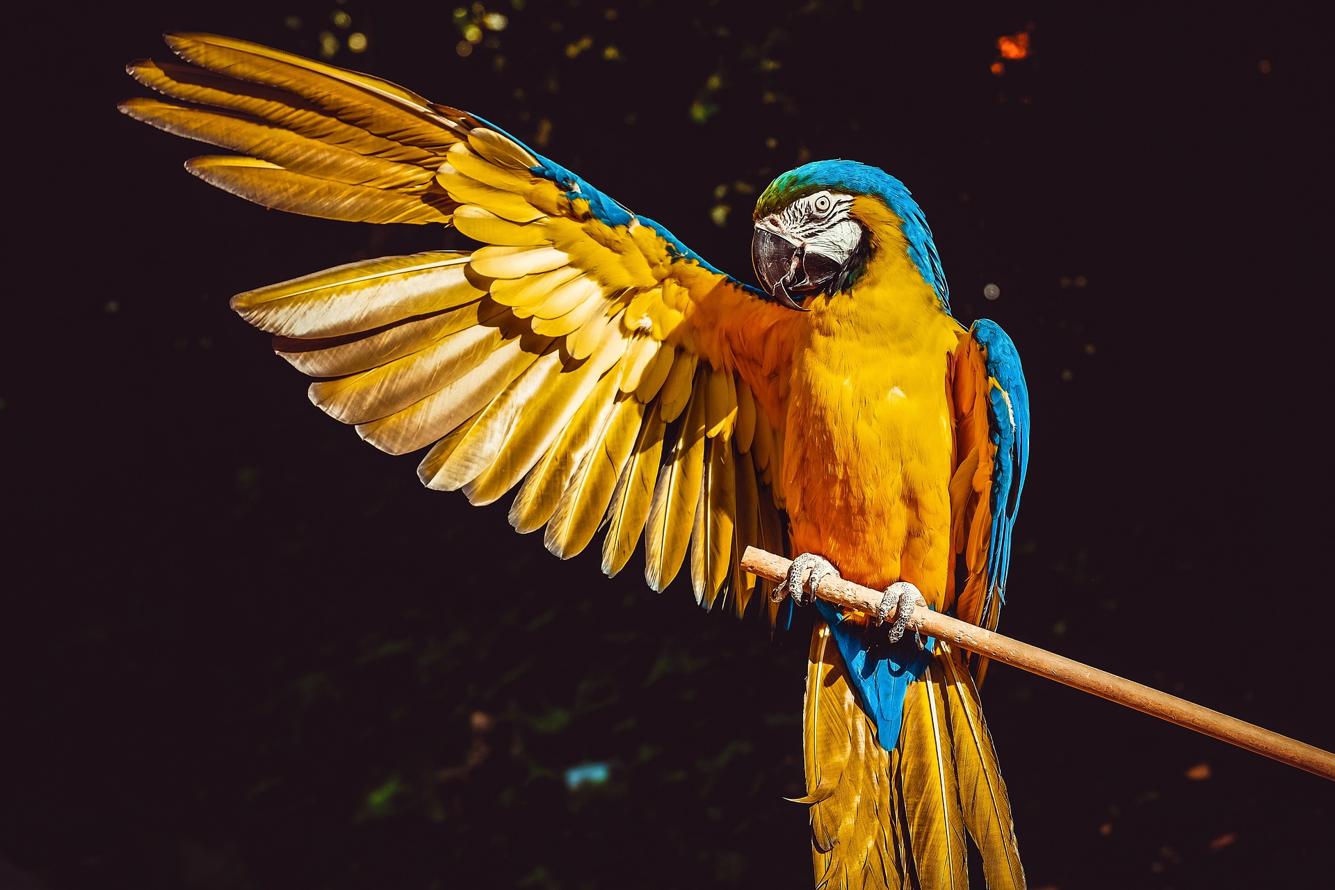 Free photo The parrot flaps its wing